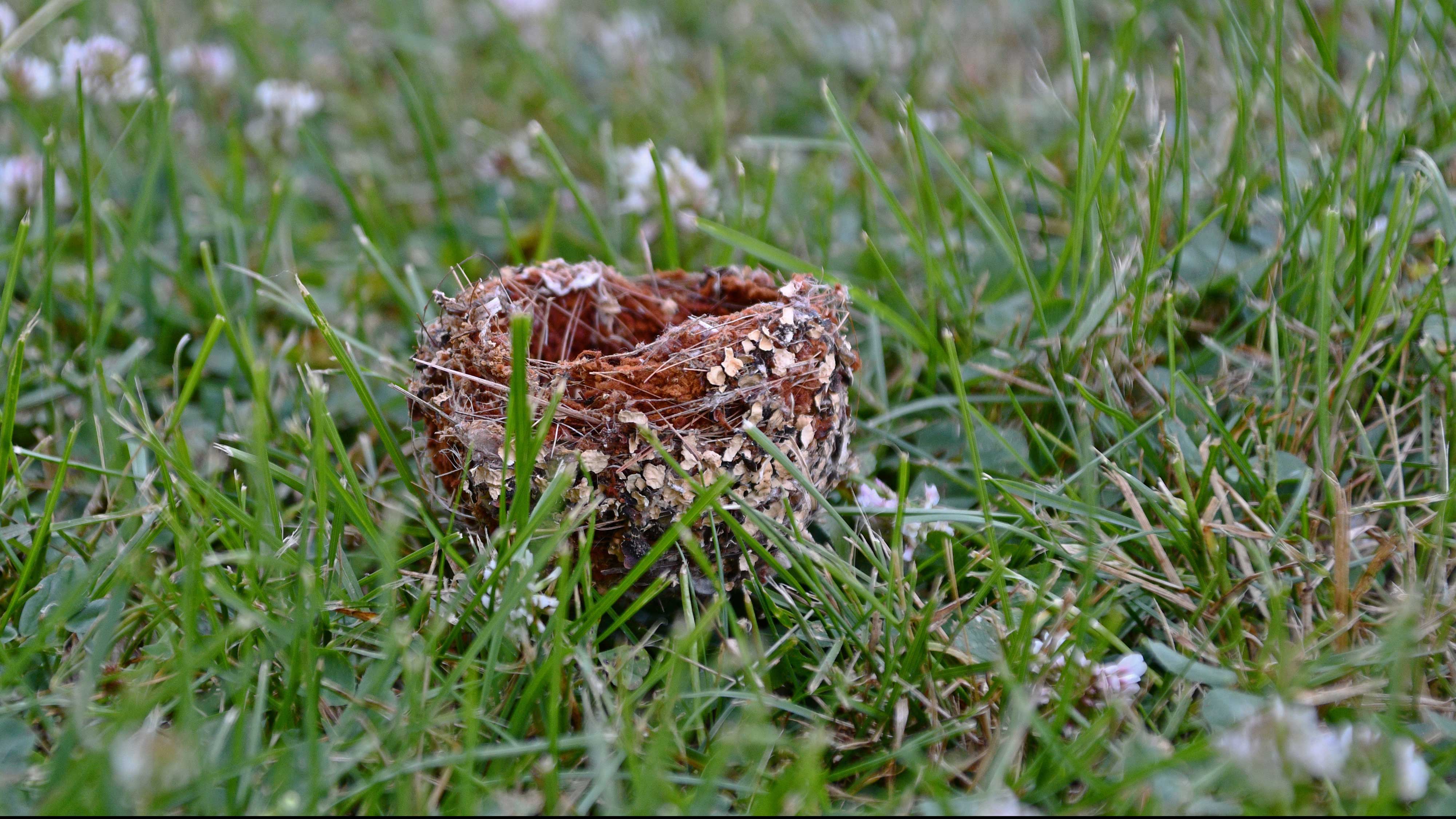 A cup nest on the ground.