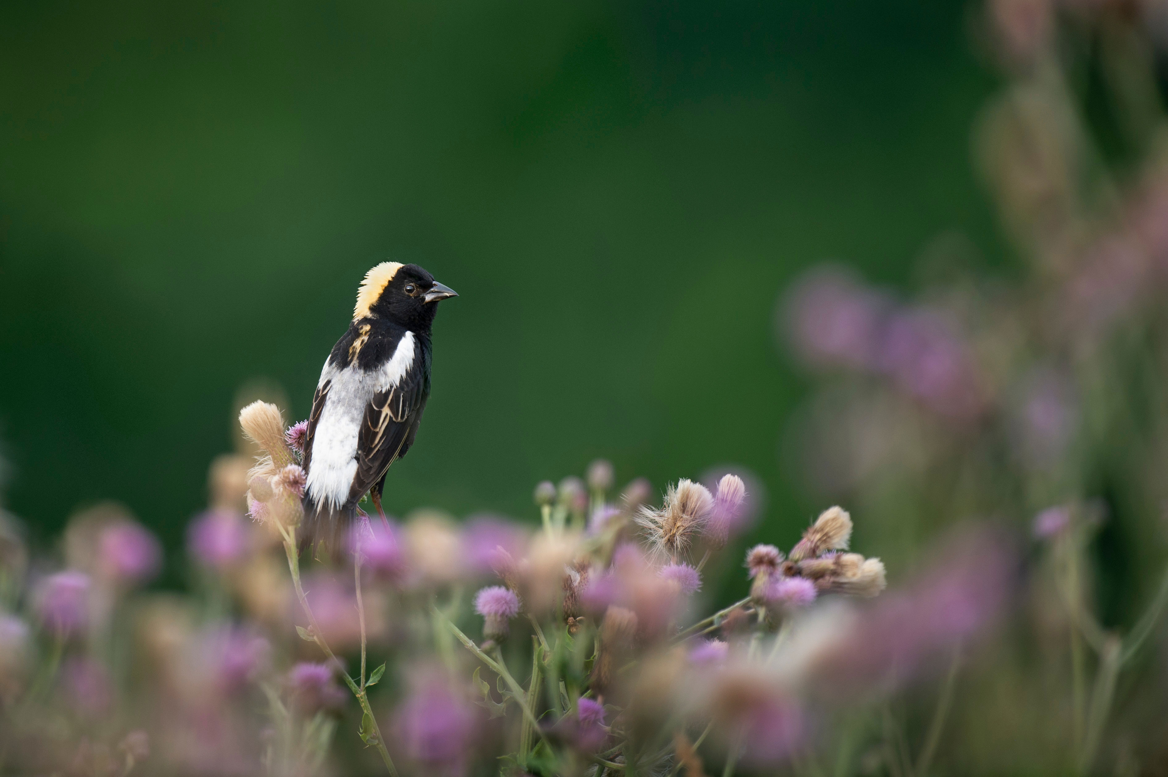 A bobolink on vegetation.