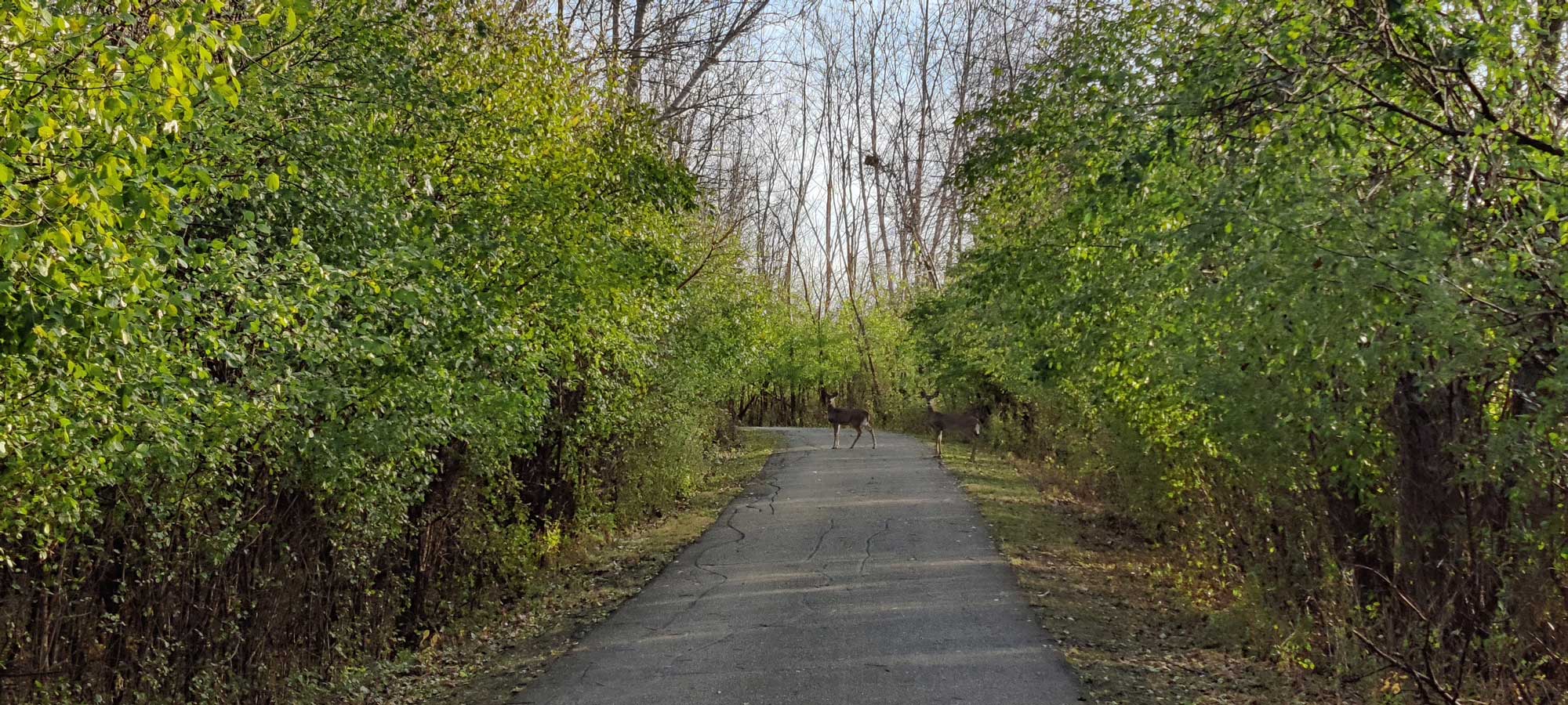 Deer on a paved trail