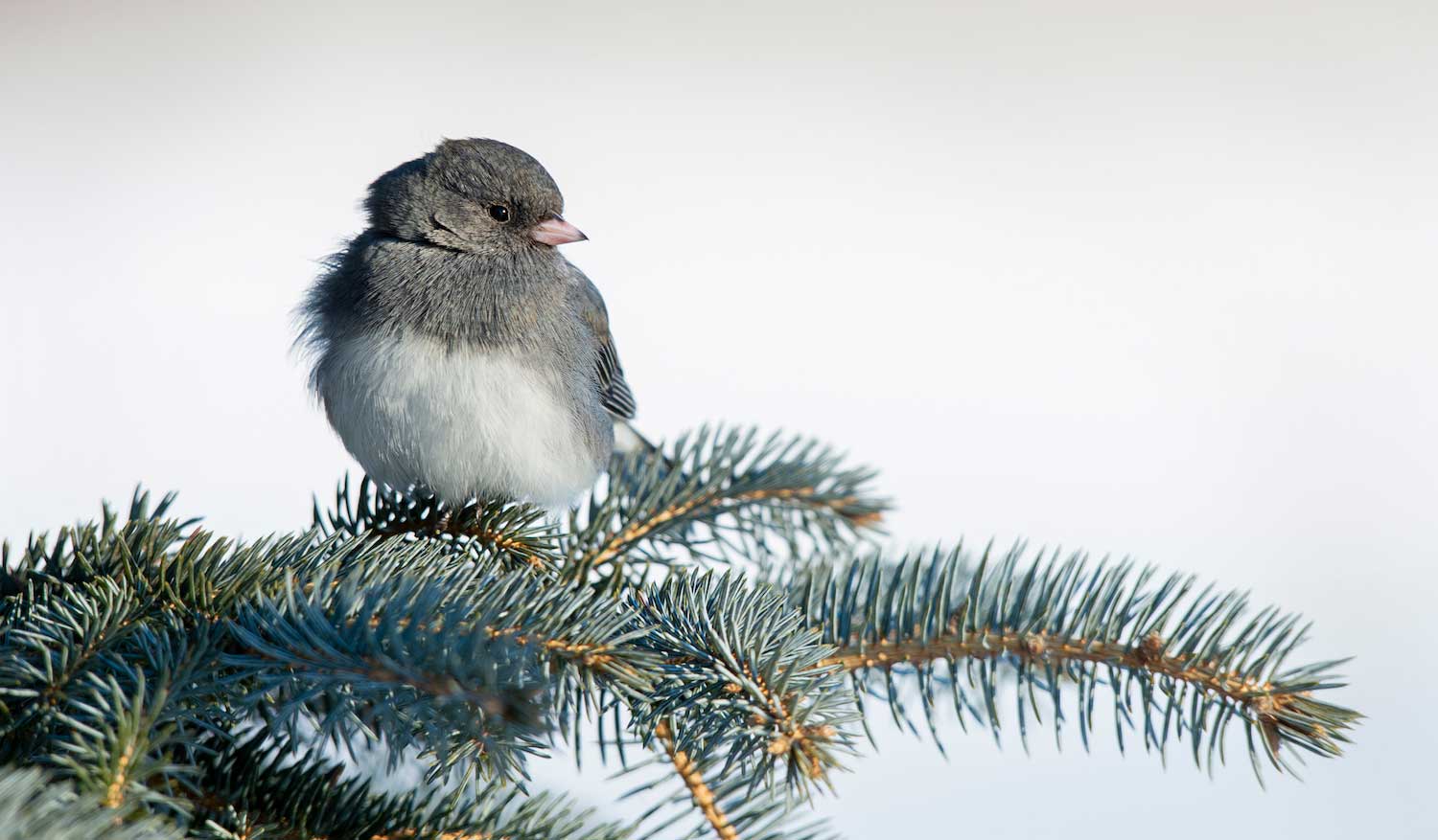 A dark-eyed junco on an evergreen branch.