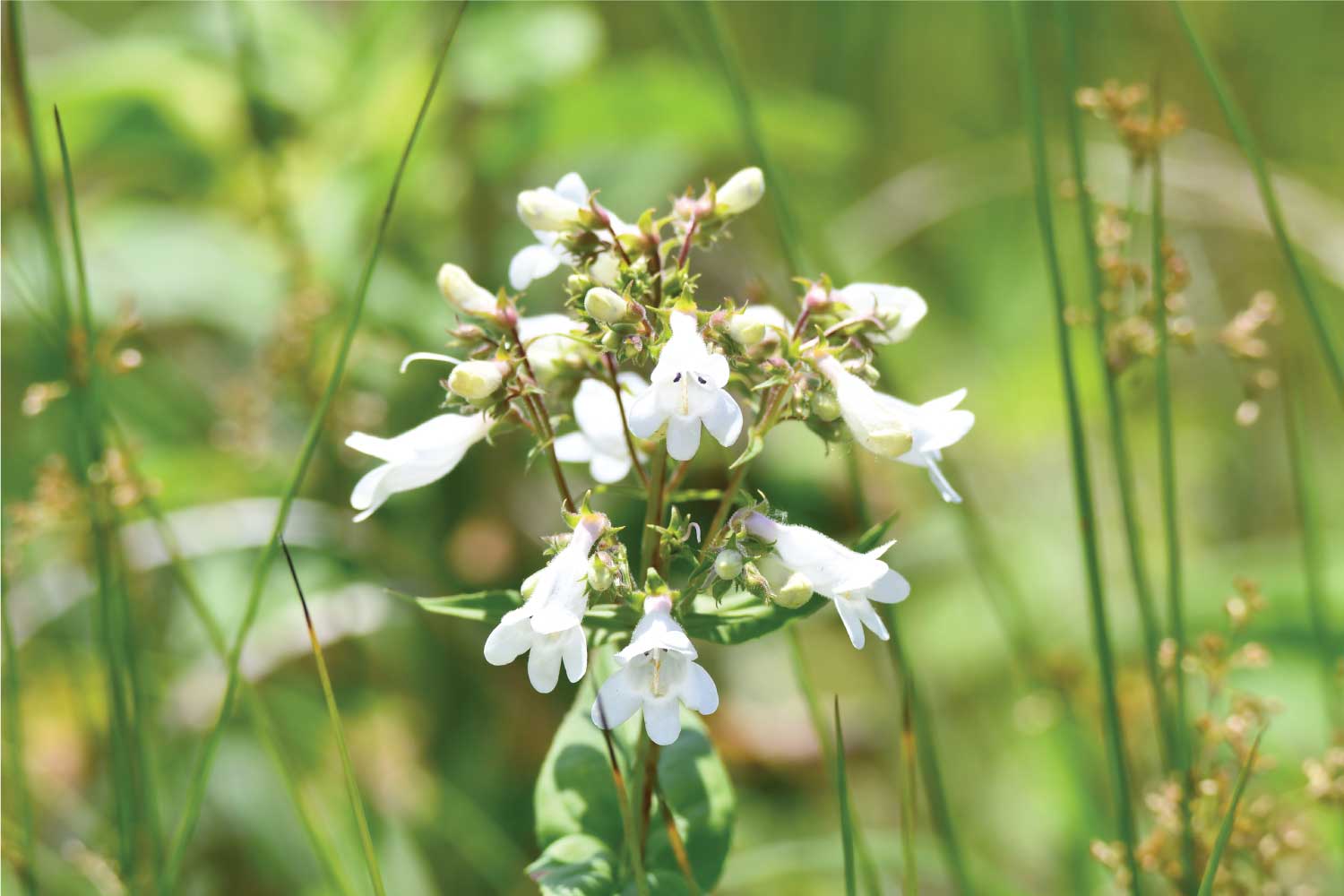 White foxglove beardtongue blooms.