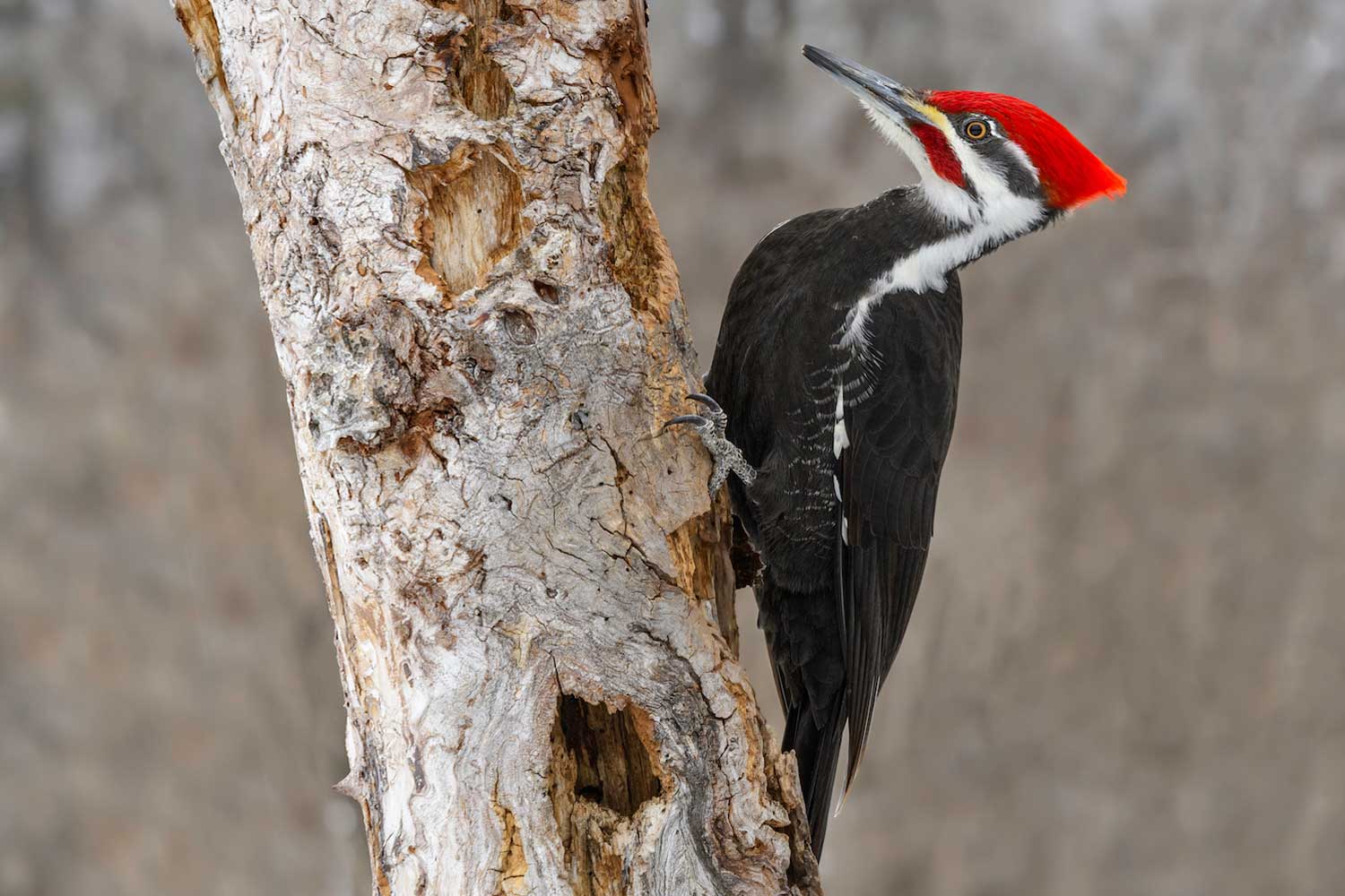 Pileated woodpecker on a tree.