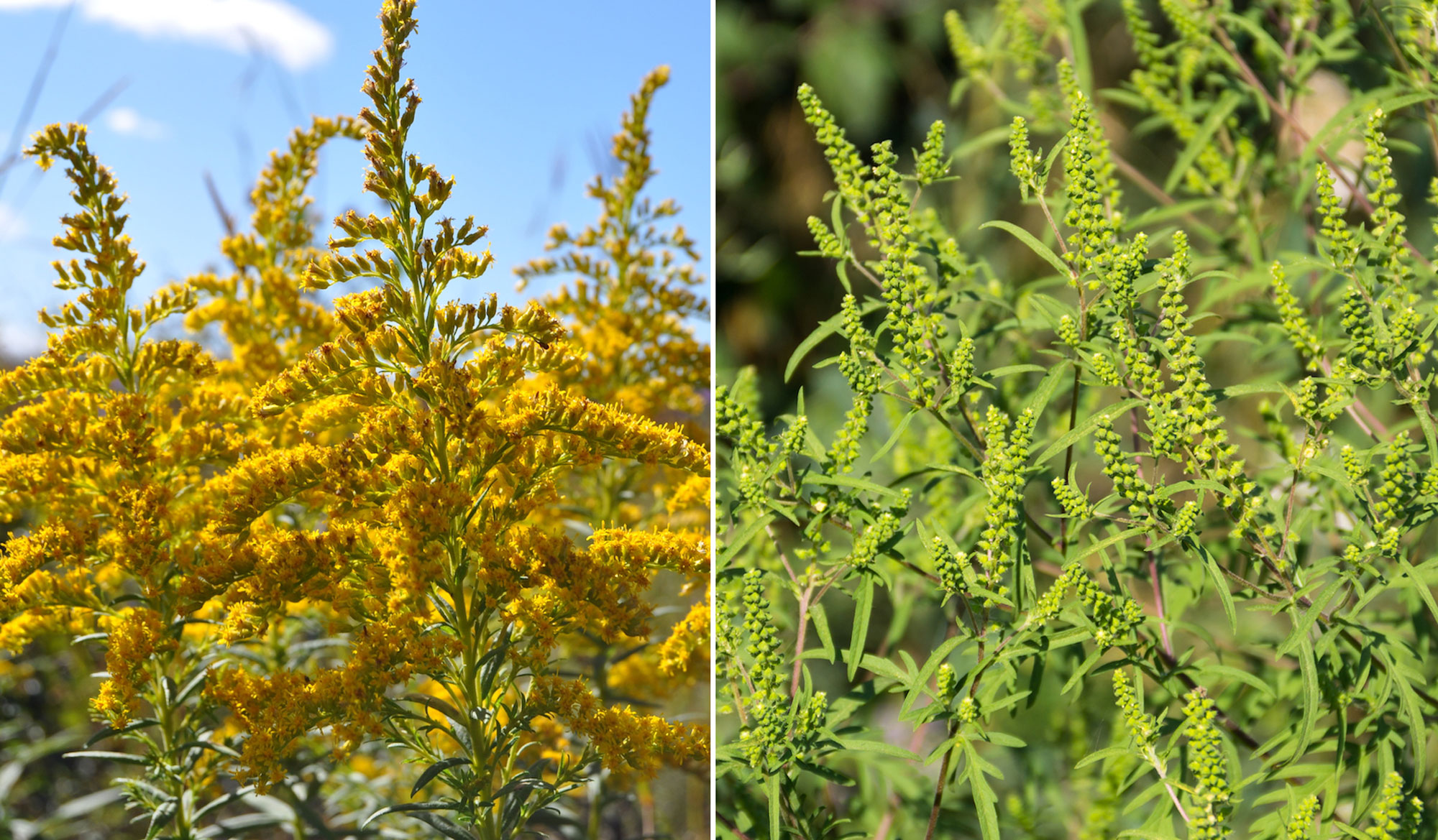 Goldenrod and ragweed side by side.