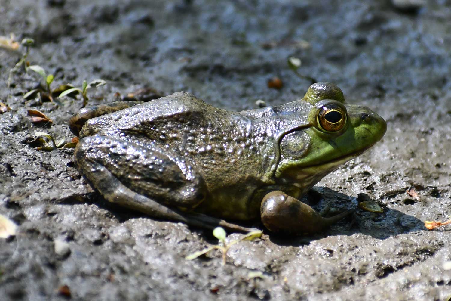American bullfrog sitting on the ground.