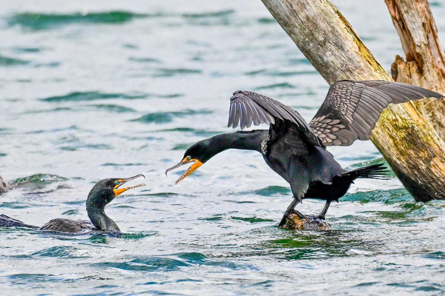 A double crested cormorant swimming in the water while another hovers above the water with wings extended.