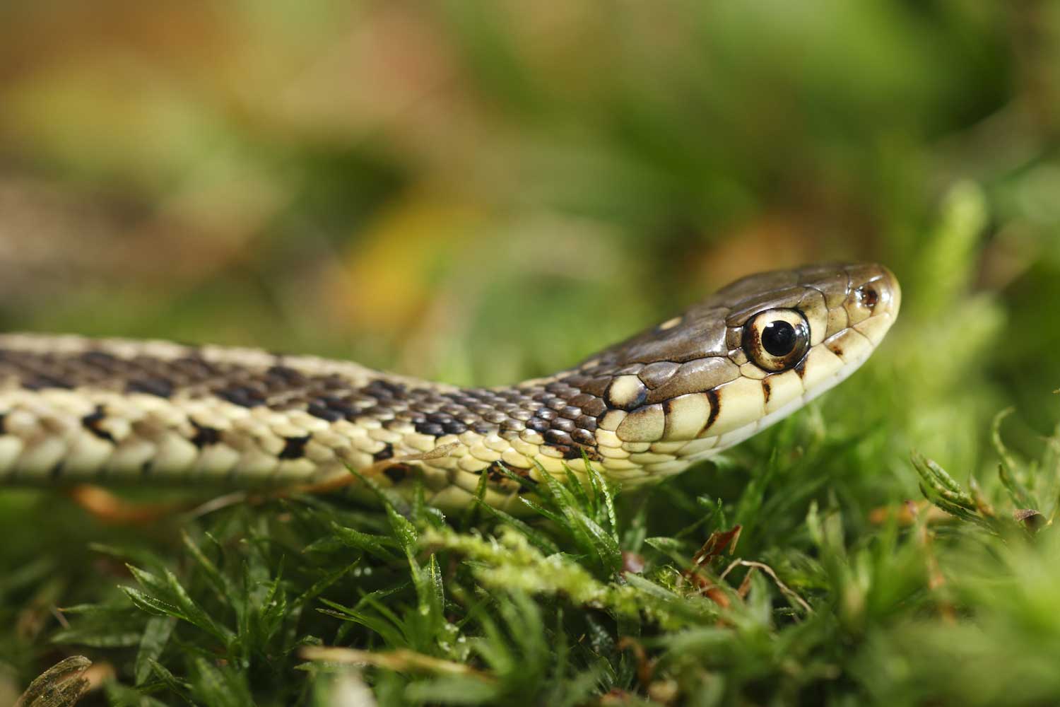 A close-up of a garter snake in grass.