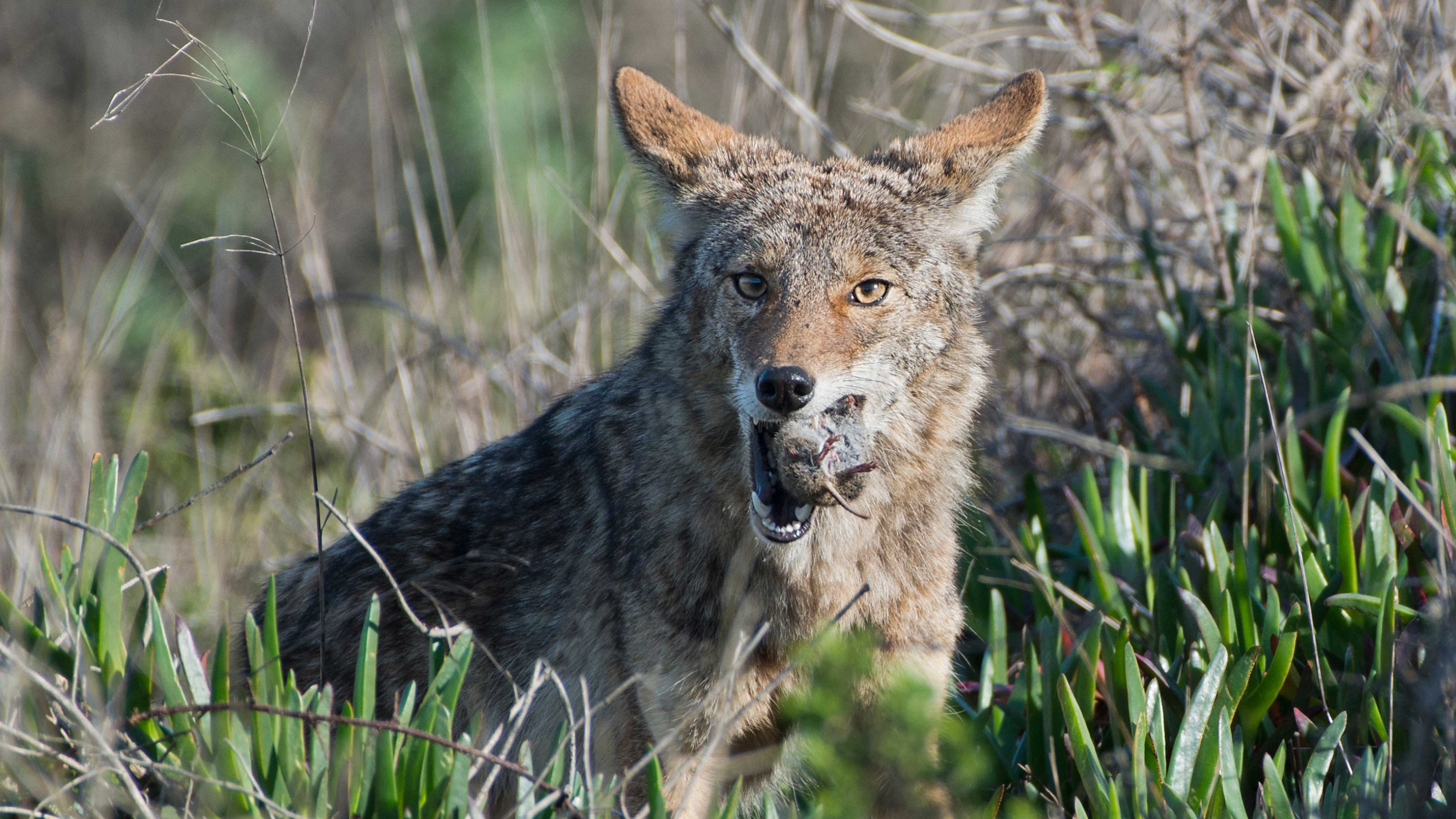A coyote with a rodent in its mouth.