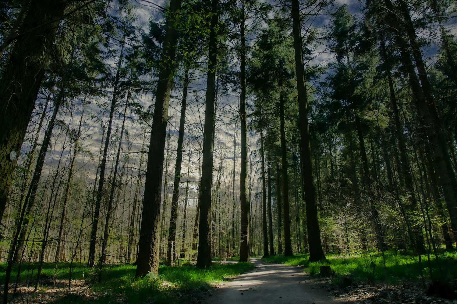 A dirt path surrounded by tall evergreen trees.