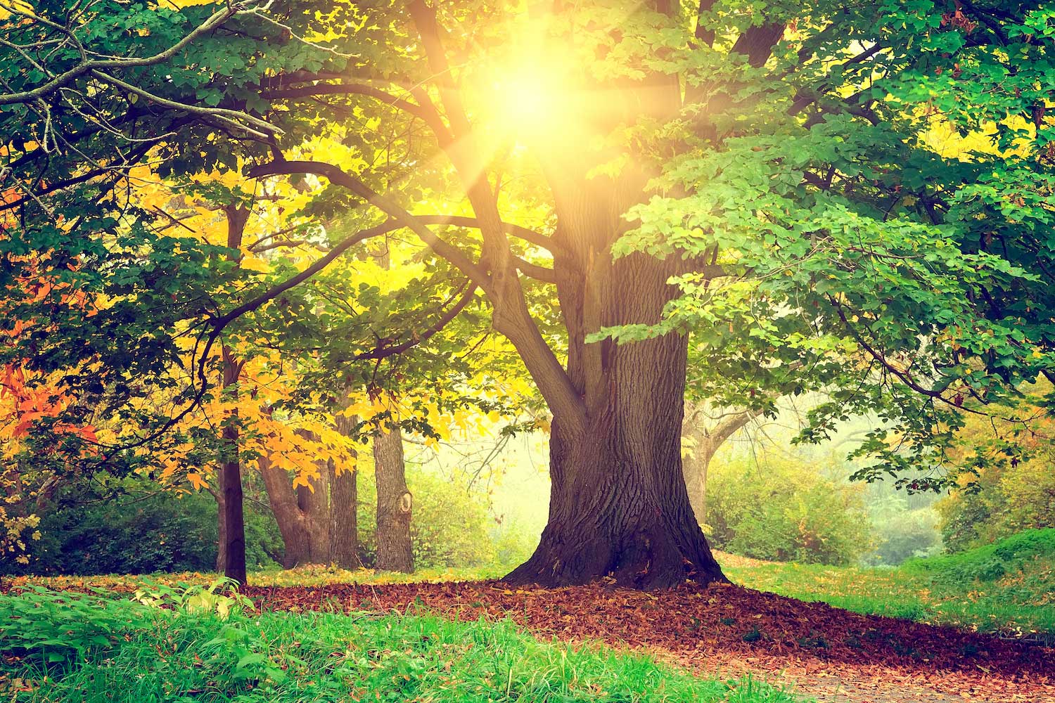 An oak tree with the sun shining through its leaf-filled branches.