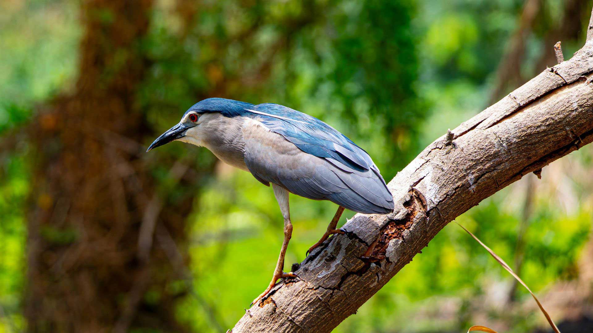 A black-crowned night heron stands alert on a thick, angled tree branch, its dark blue-gray feathers and red eye contrasting against a vibrant, green forest background.