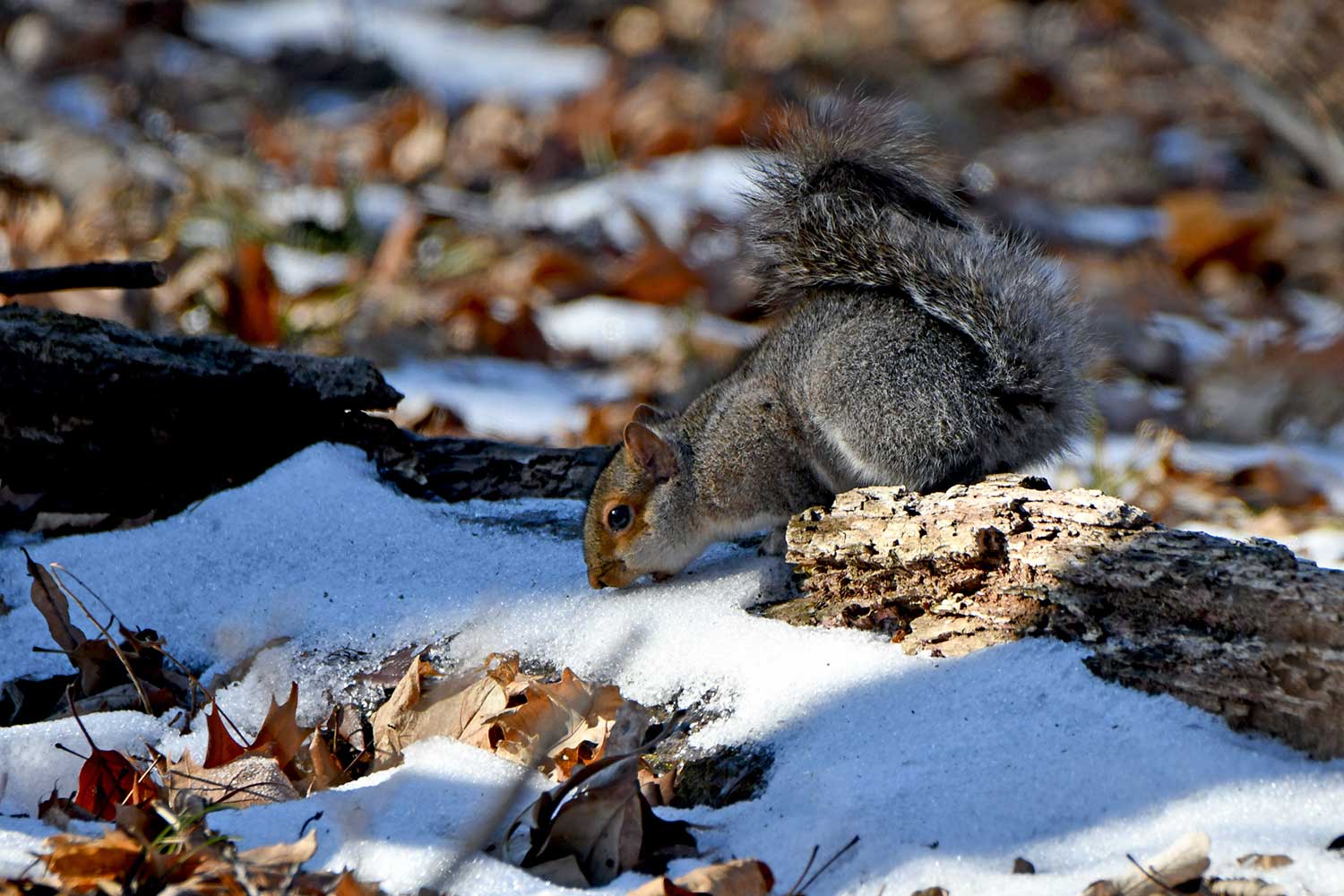 A gray squirrel eating snow on the ground with a thin cover of snow and fallen leaves and branches.