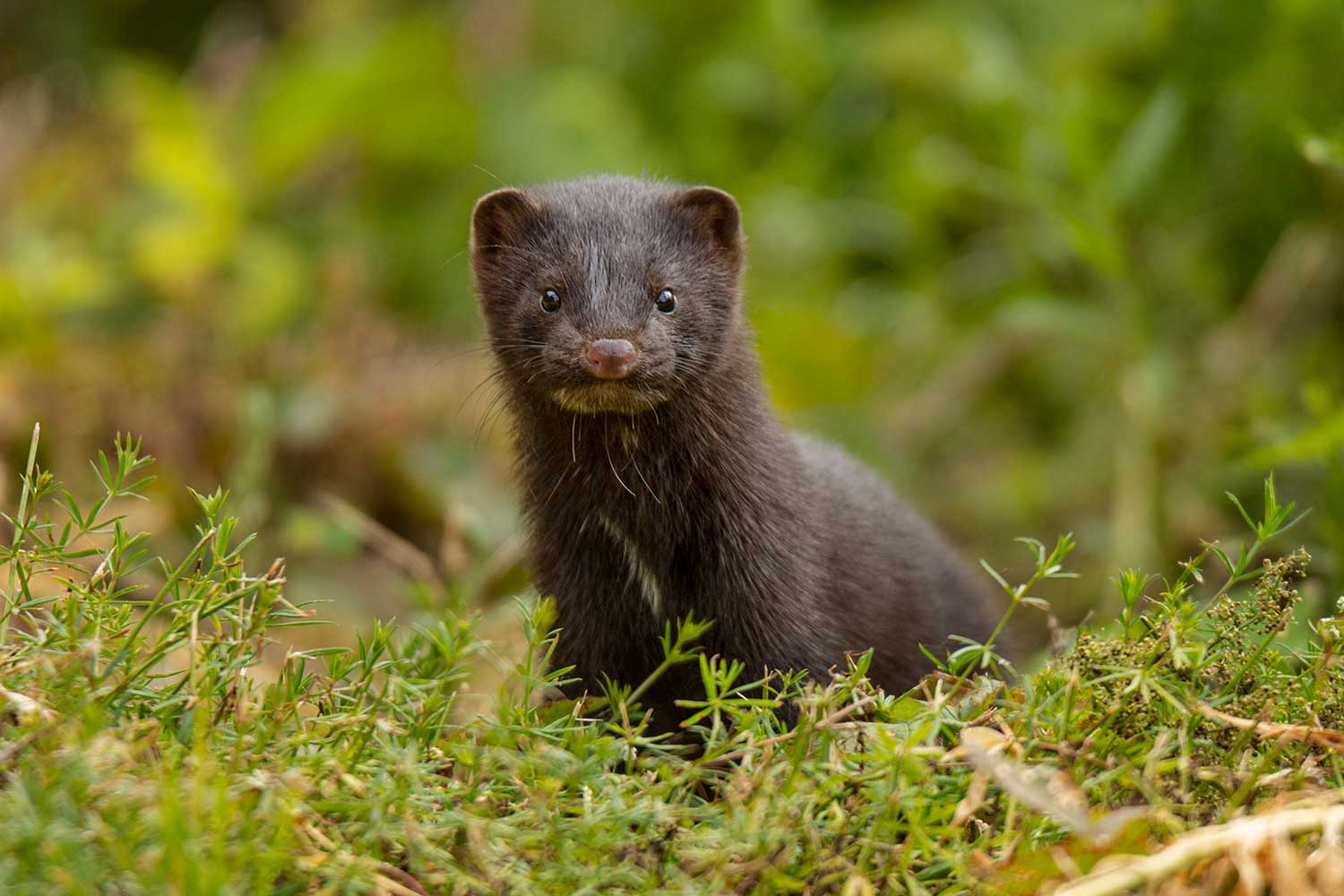 A mink walking in a field.