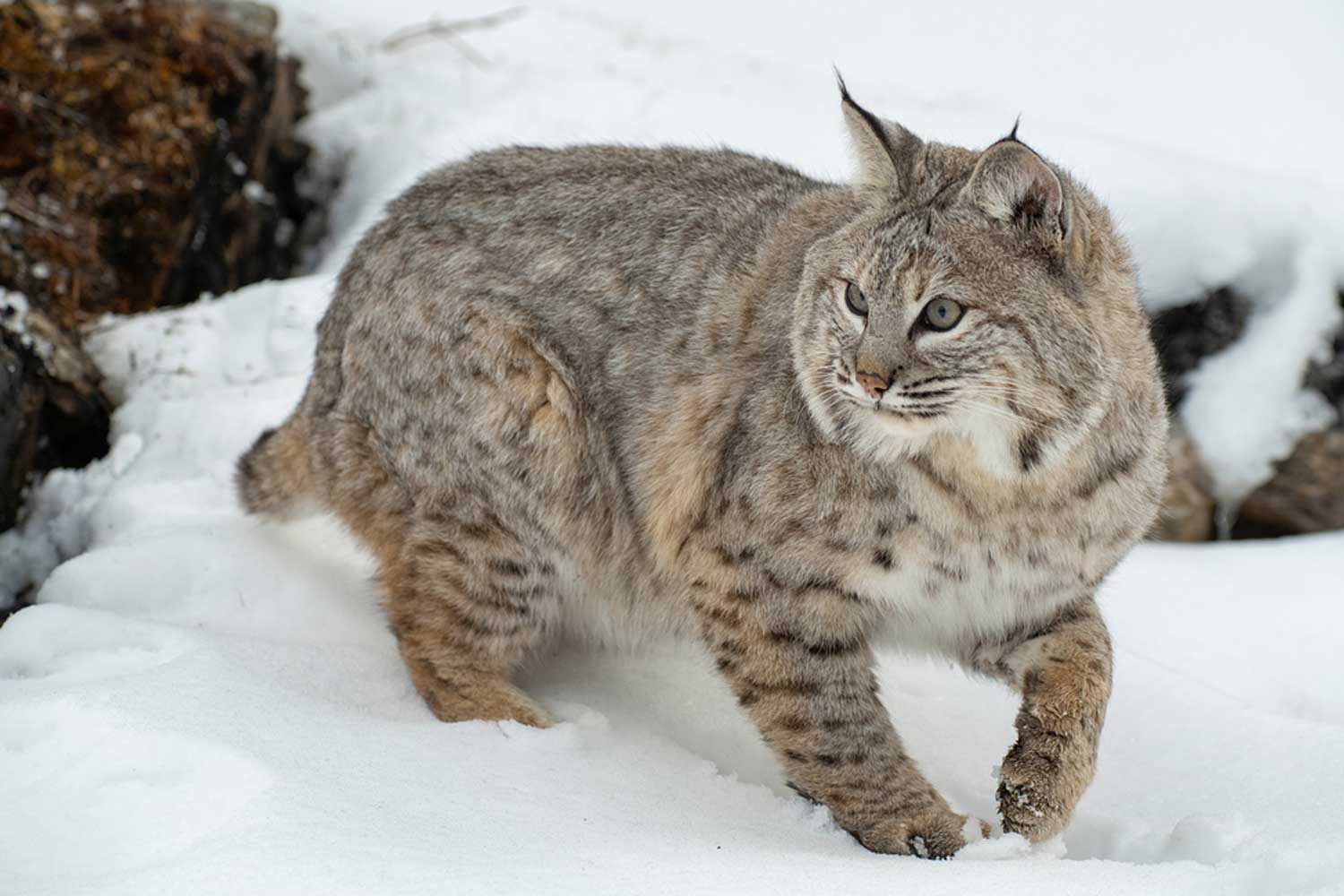 Bobcat standing in snow.