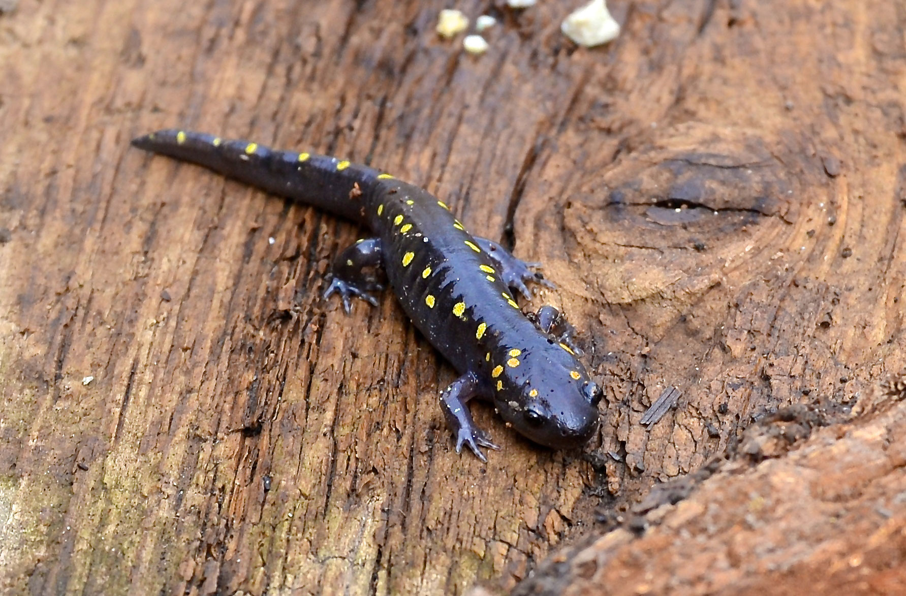 A blue-spotted salamander.