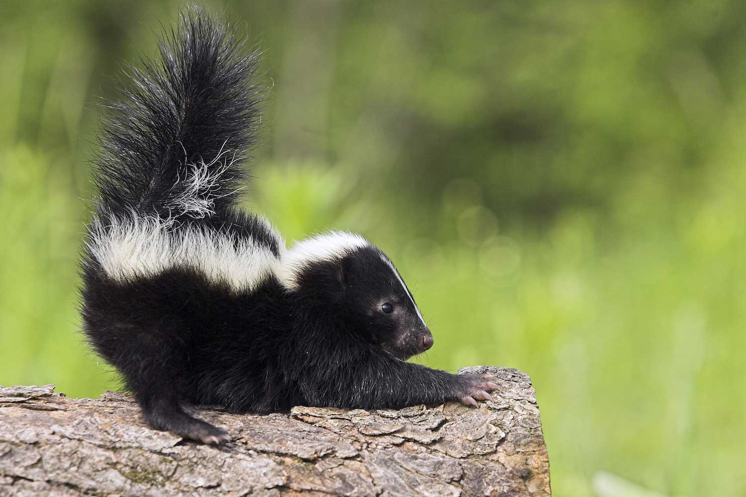 A young skunk on a log with its tail extended upward.