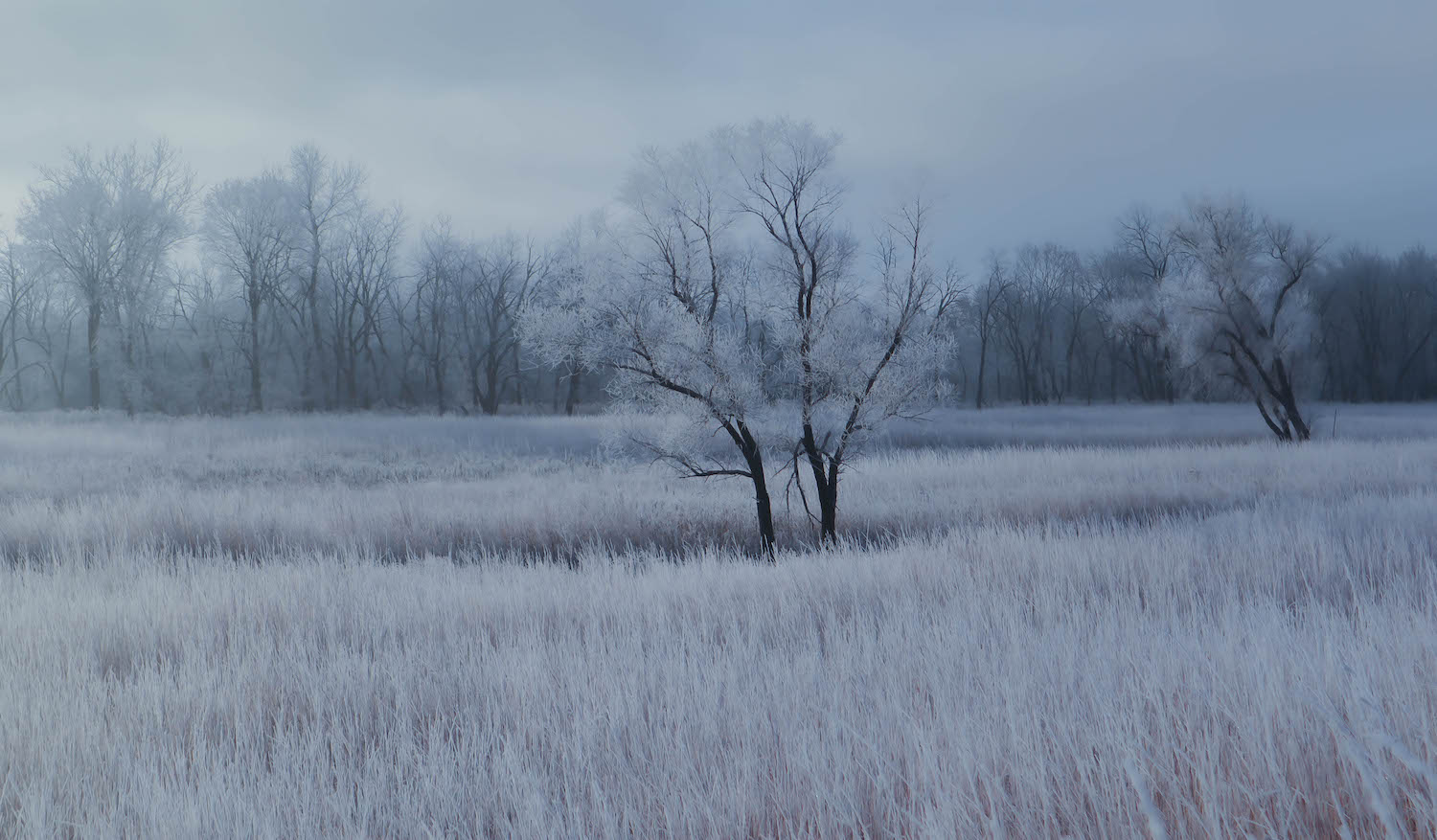 Prairie grasses and a lone tree all covered in hoar frost.