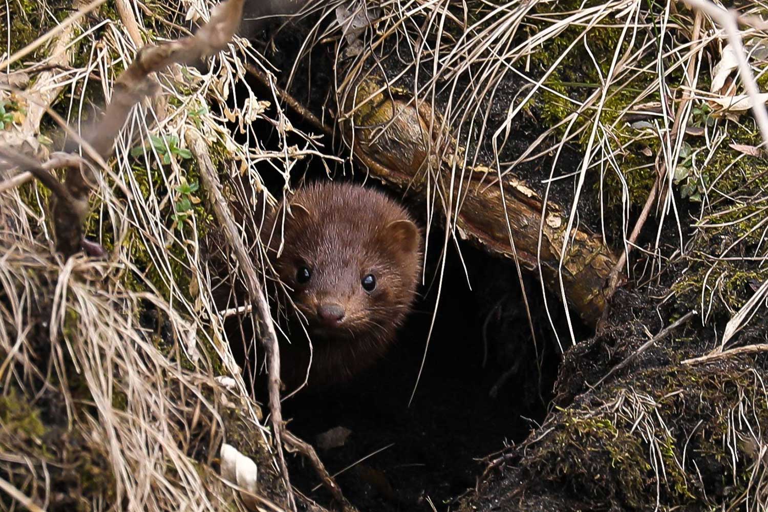 A mink looking out from under a log.