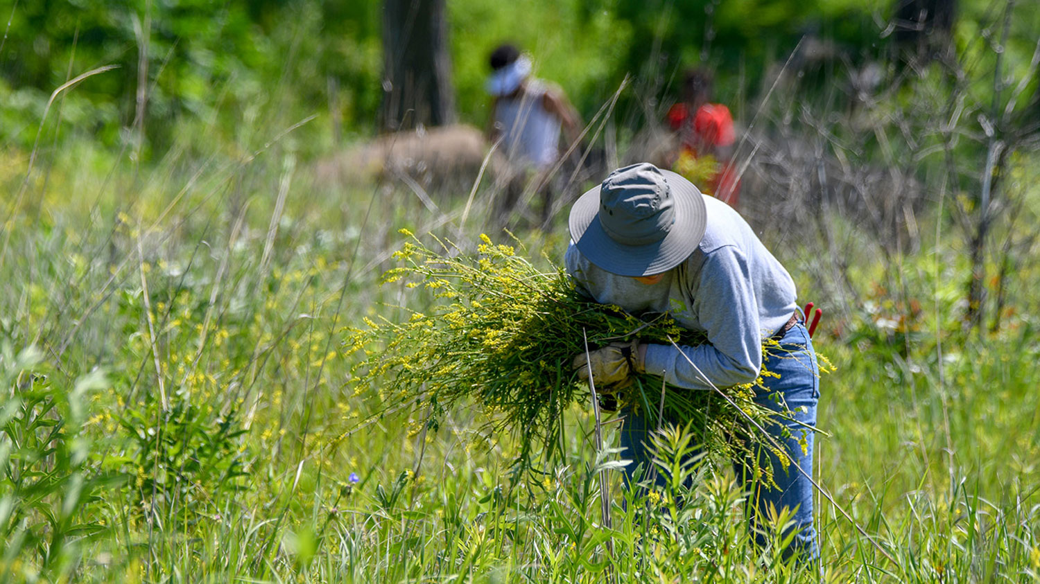 People collecting seeds from prairie plants.