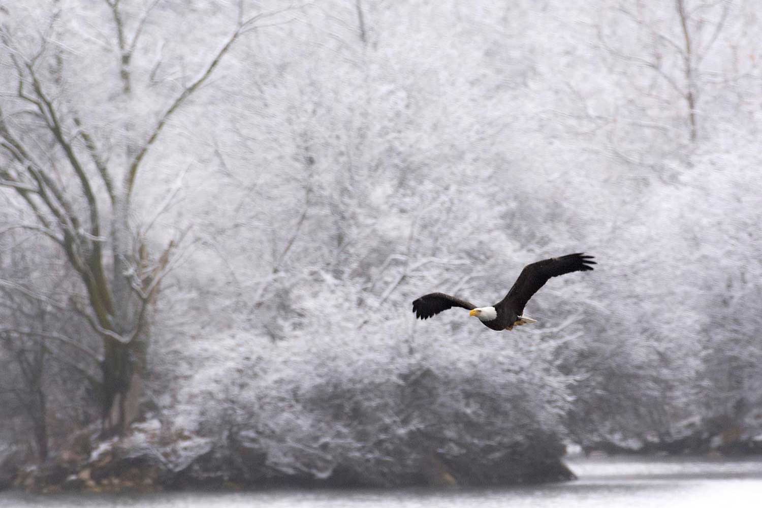 A bald eagle in flight with a winter forest in the background.