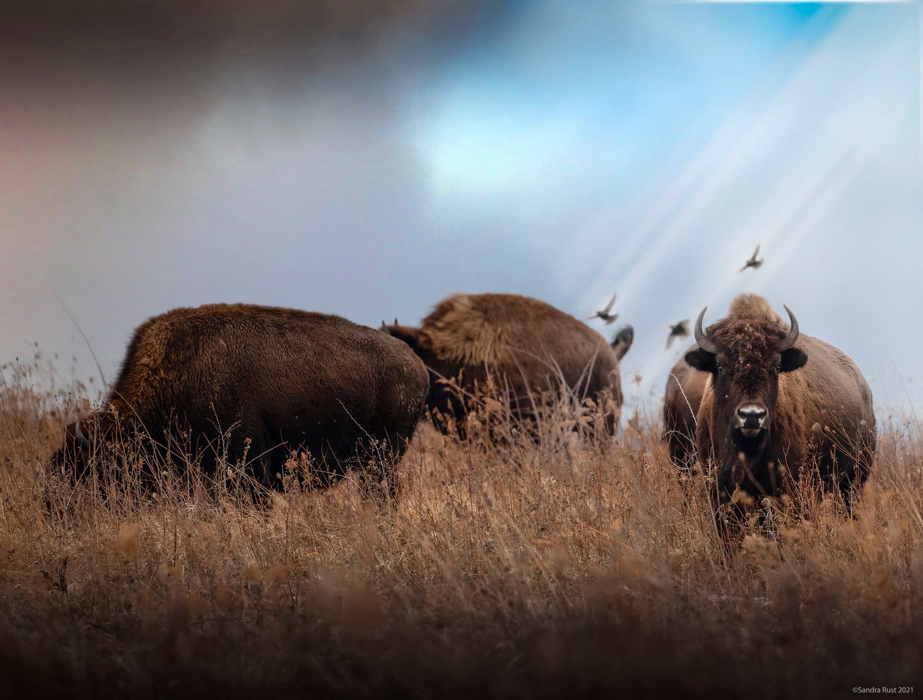 Five fast facts about bison, our national mammal | Forest Preserve District  of Will County