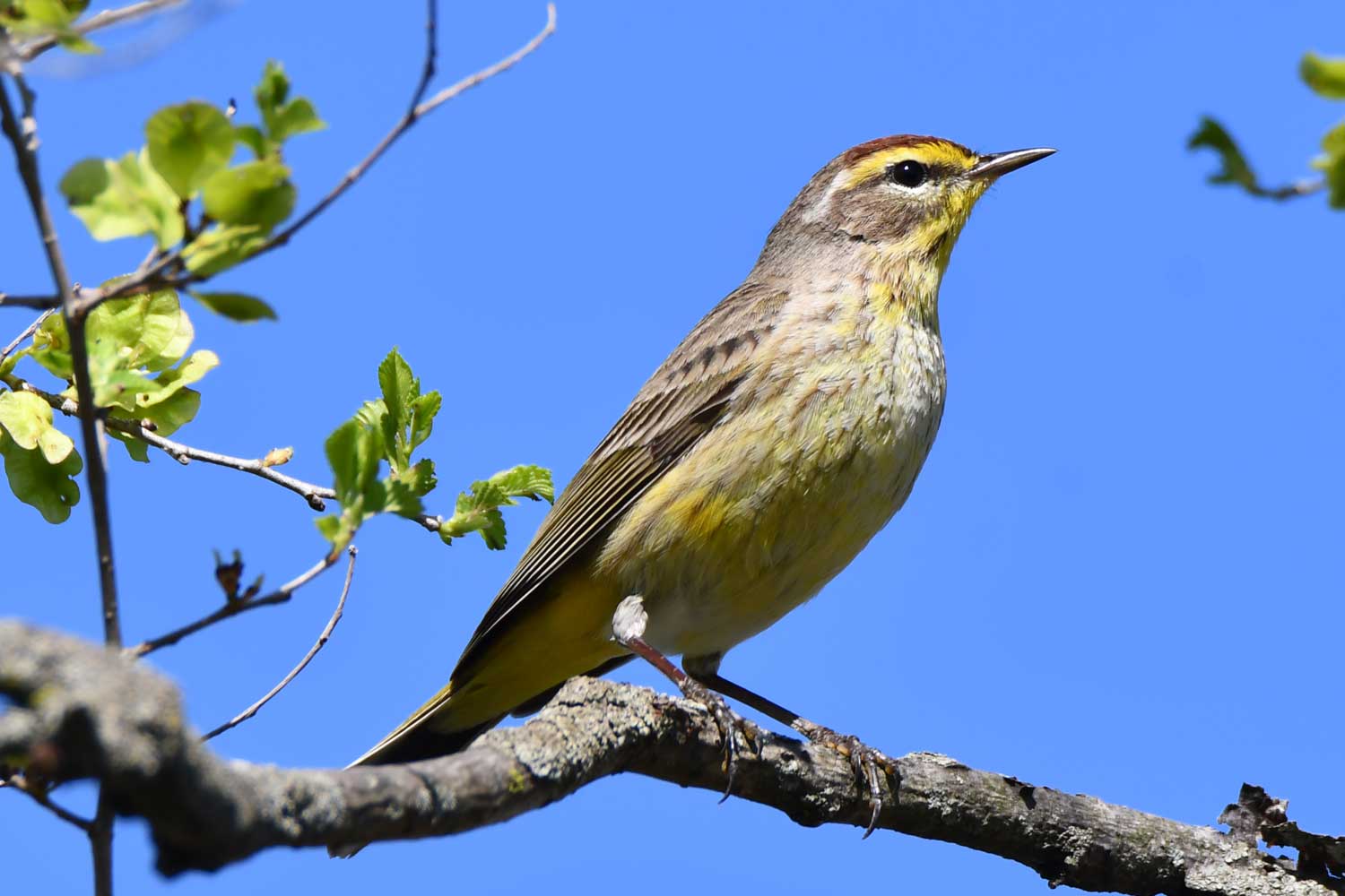 Palm warbler perched on a branch with the sky in the background.