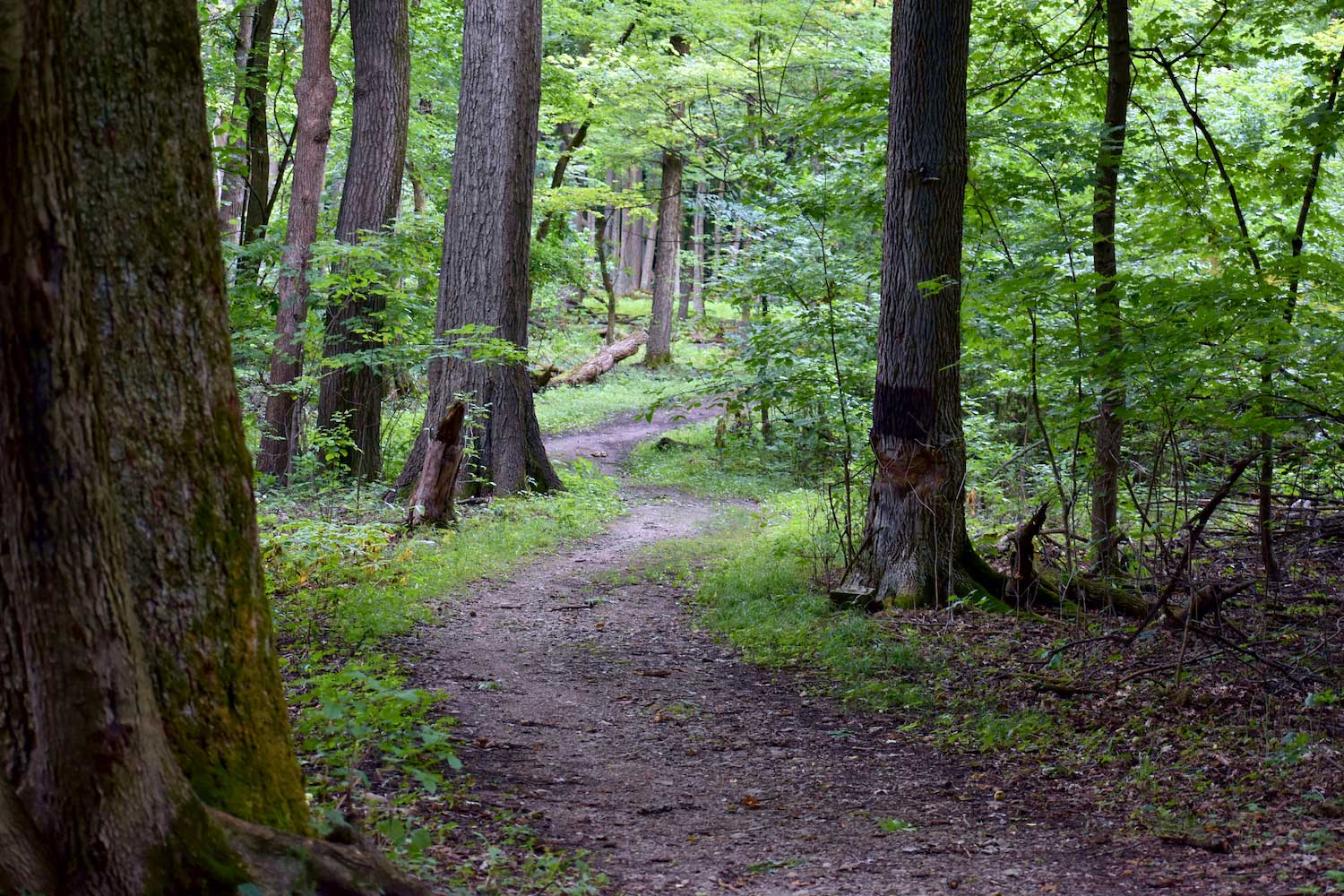 A natural surface trail winding through a lush green forest.