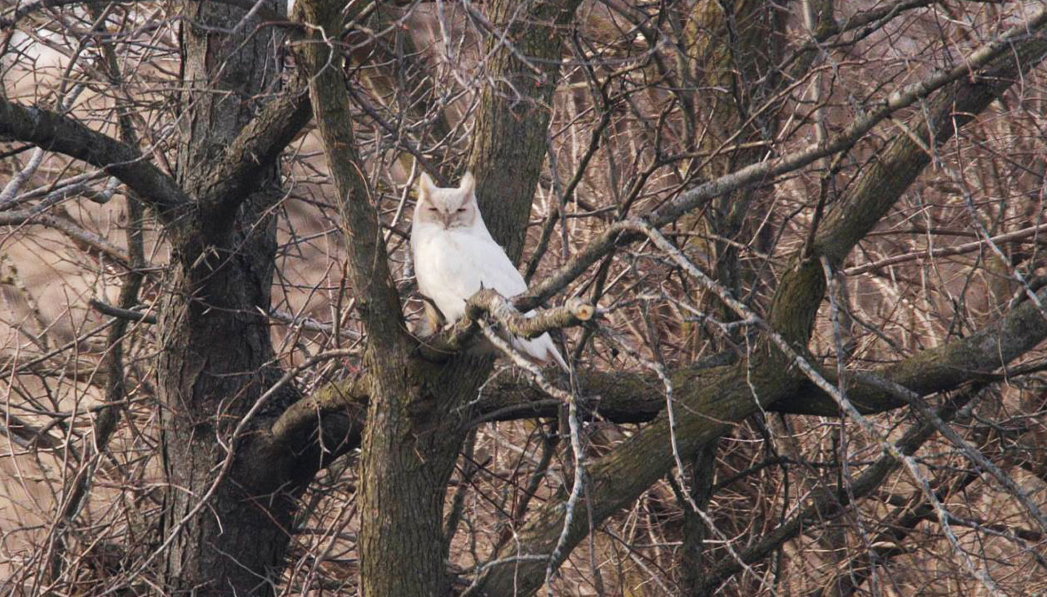A white great horned owl in a tree