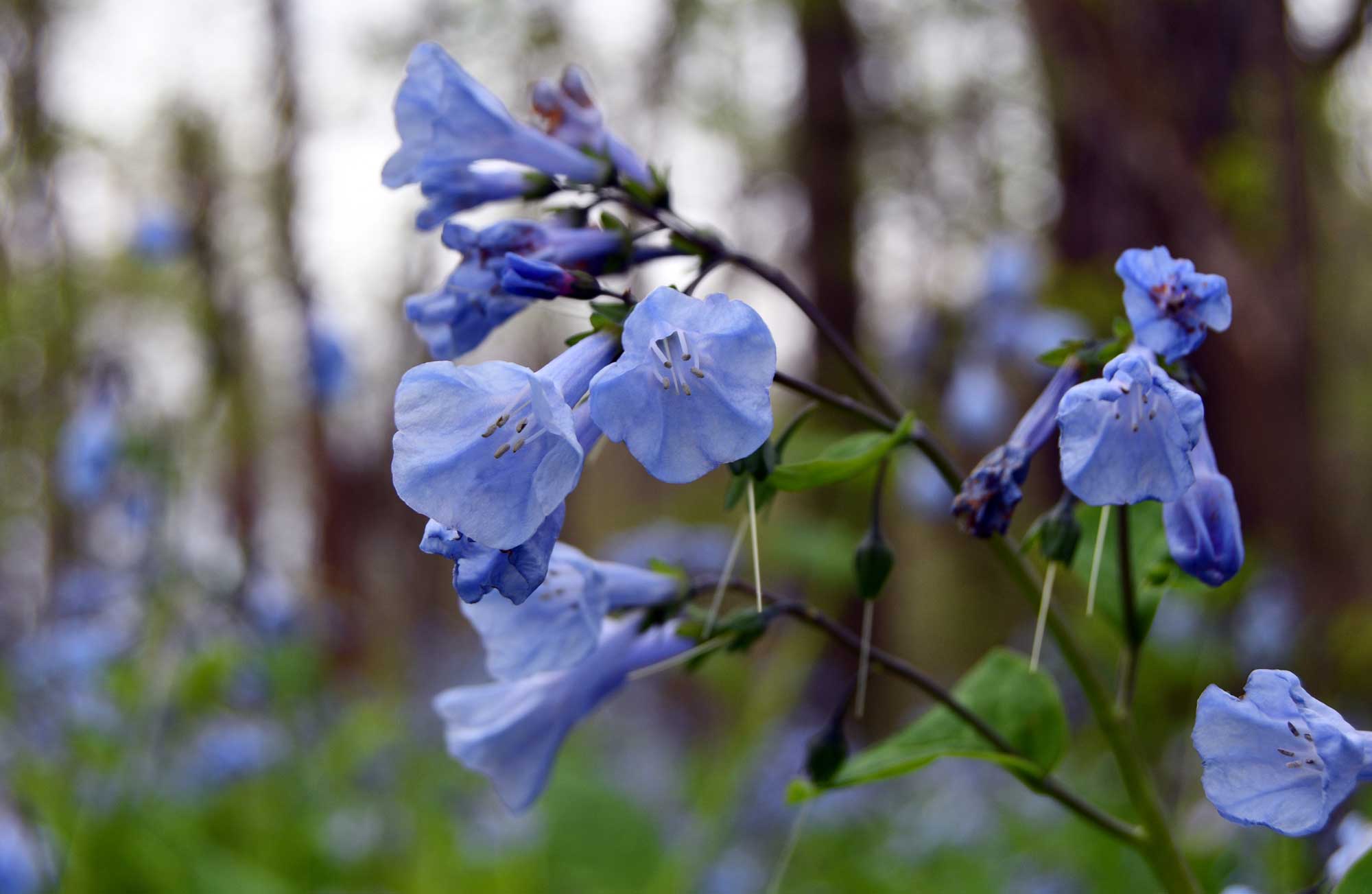 Virginia bluebells.