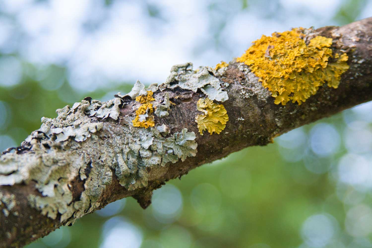 Yellow and green lichen on a log