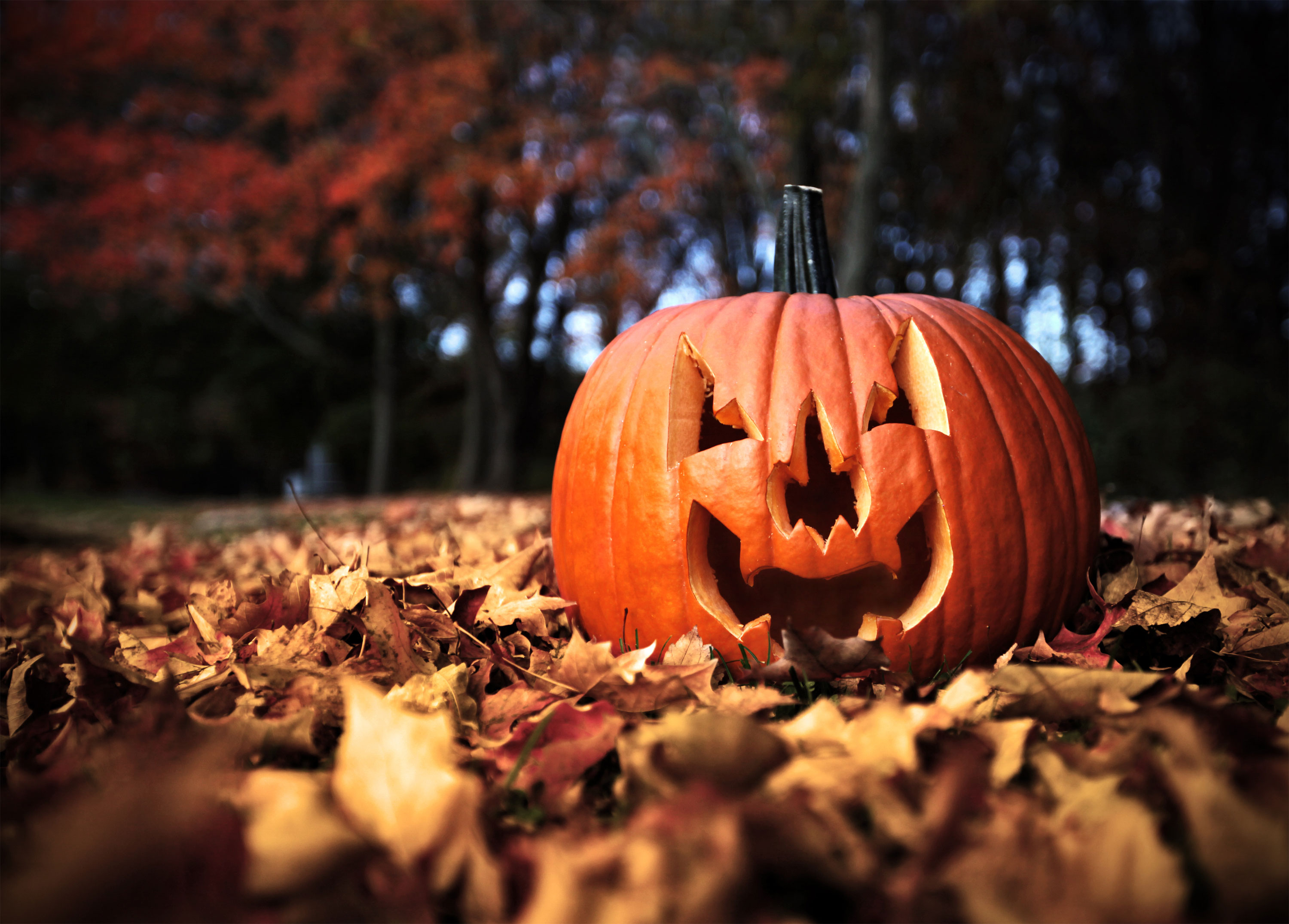A carved pumpkin sitting on fallen leaves in a forest.