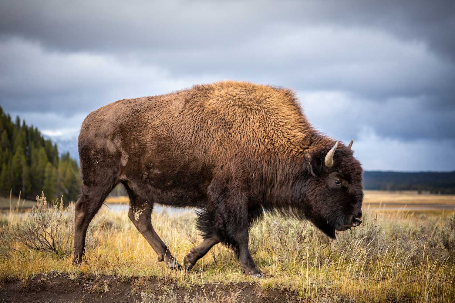 The Meaning of the Buffalo to Our People, by B The Change