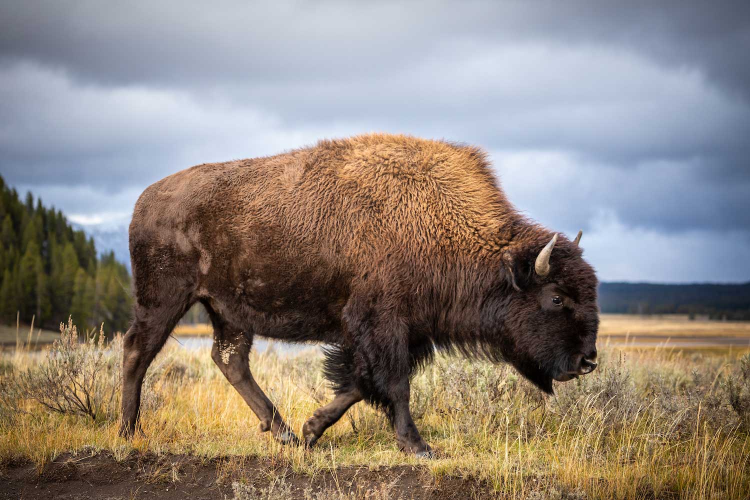 A bison grazing in grass.