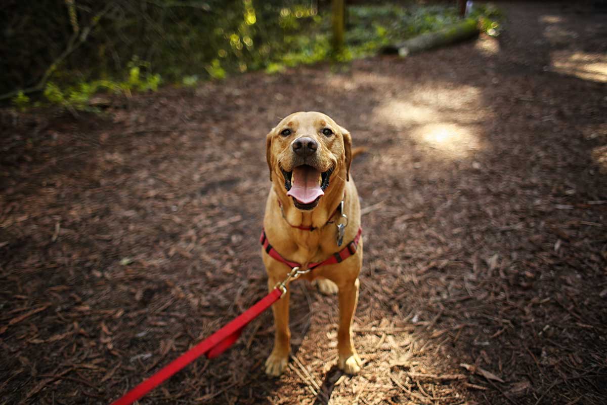 A dog on a leash standing on a leaf-covered trail.