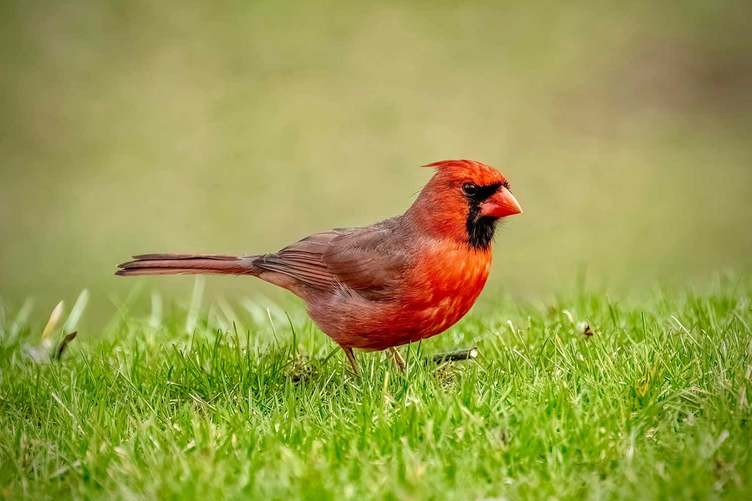 A male cardinal in the grass.