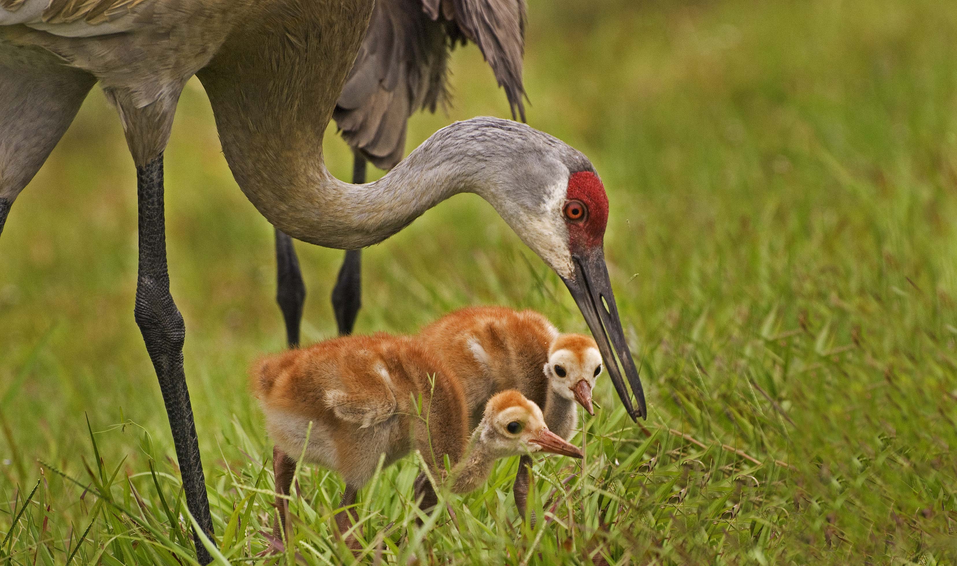 A sandhill crane with its colts.