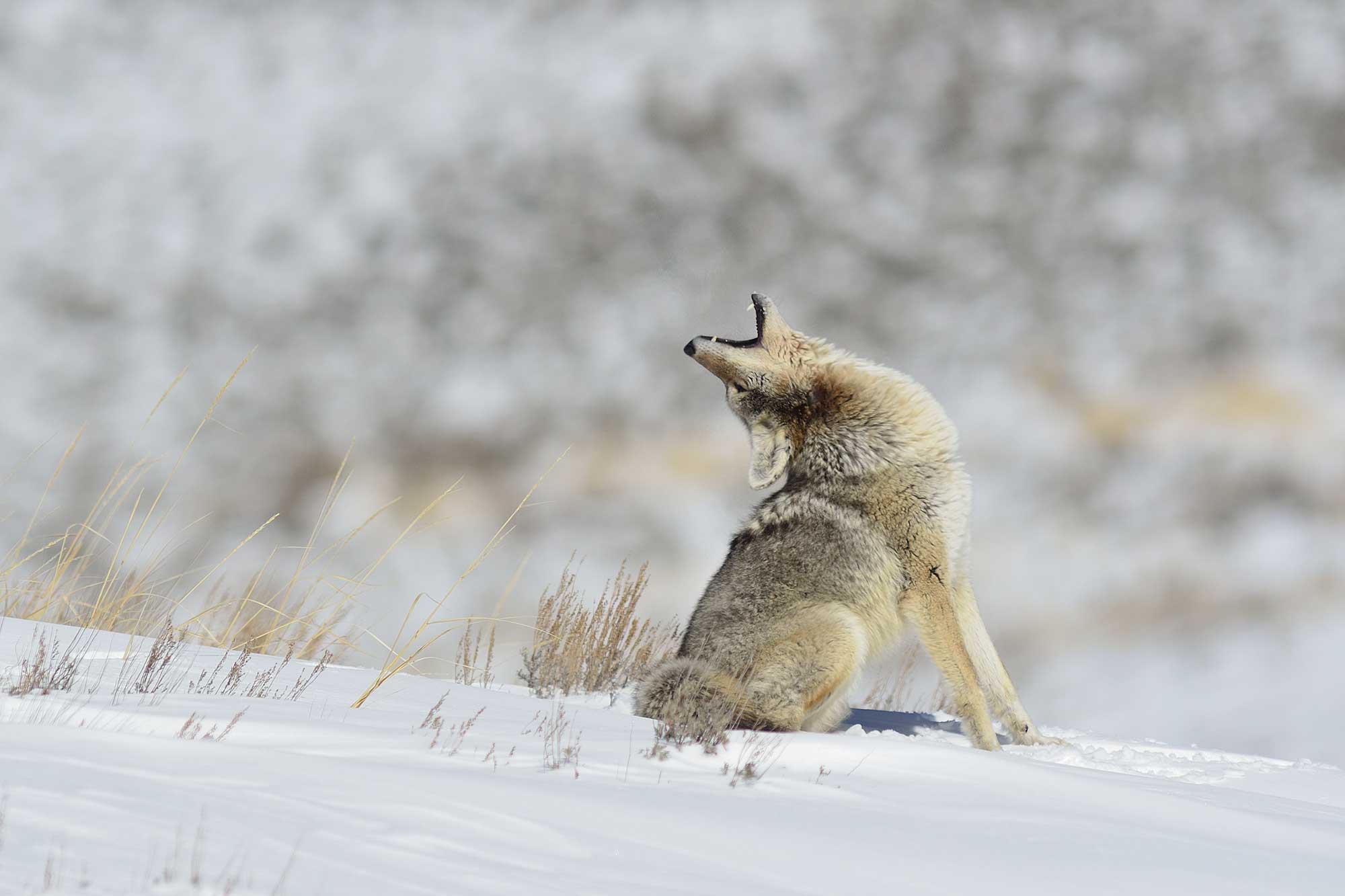 A coyote howling in the snow