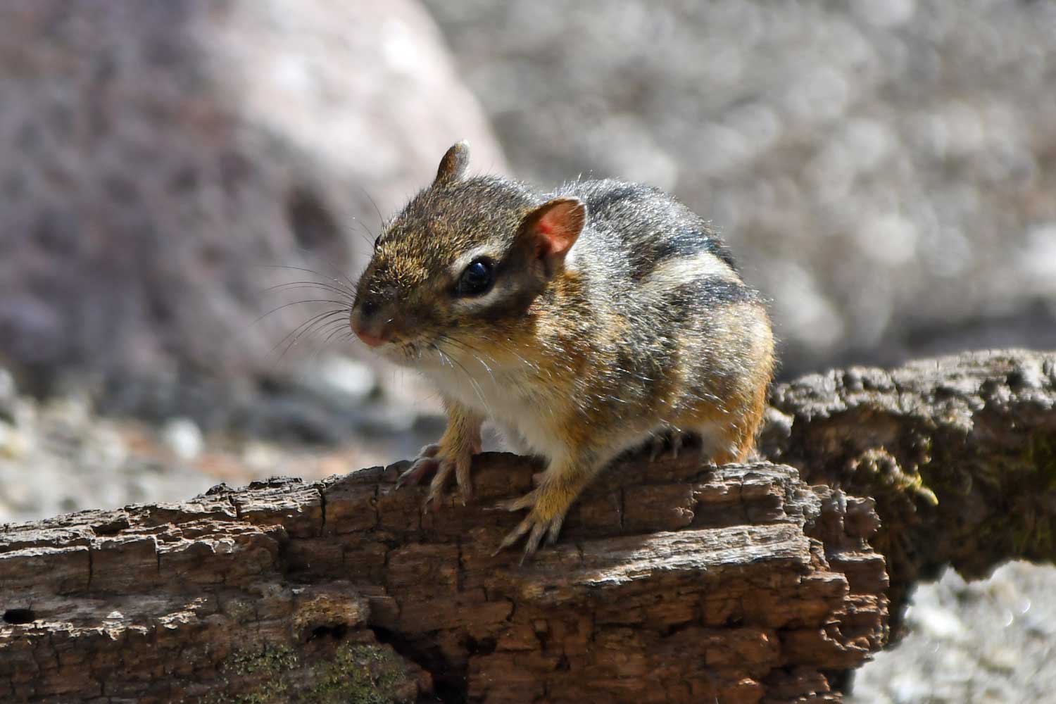 Chipmunk sitting on a fallen tree.