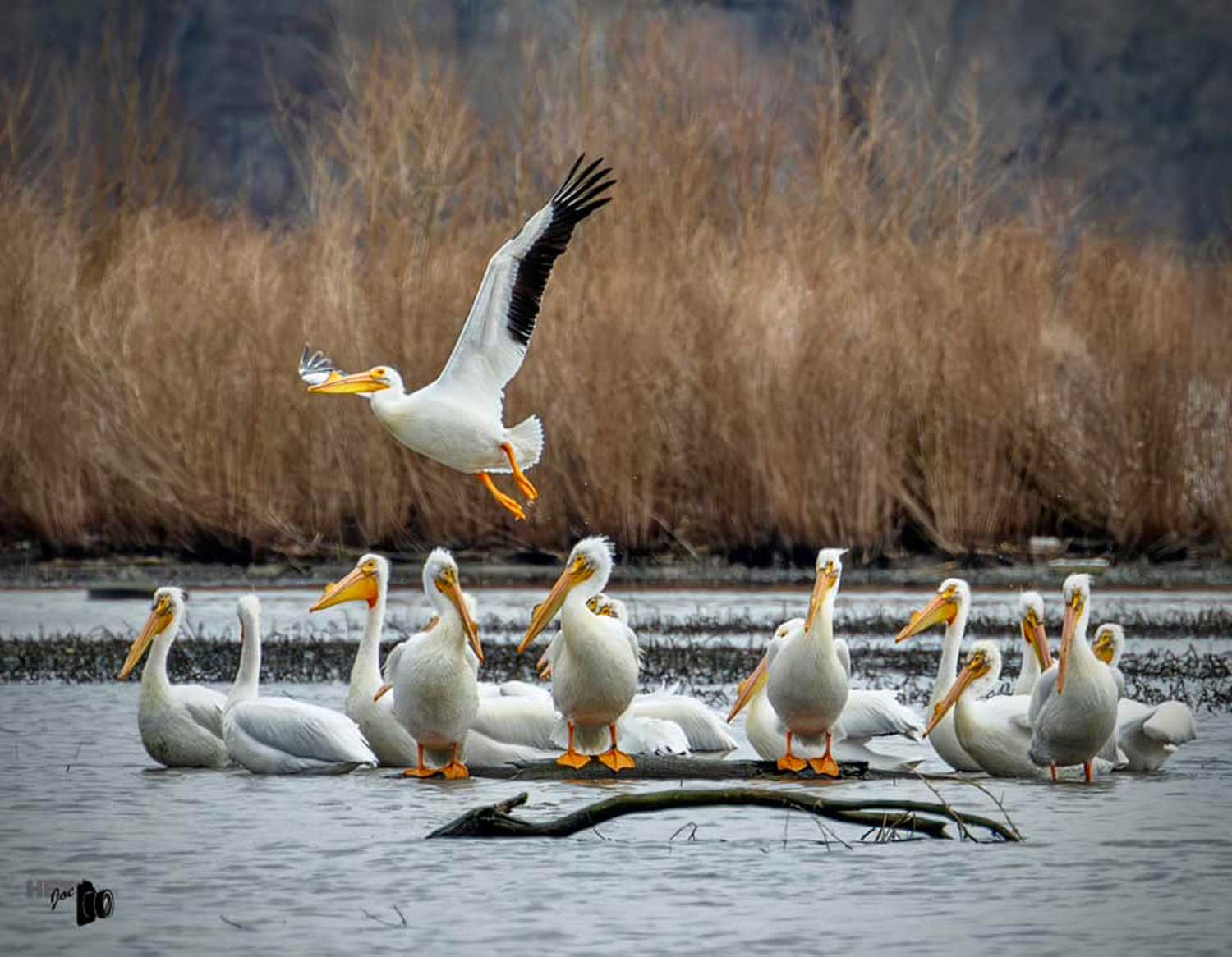A group of pelicans standing atop rocks in a river.