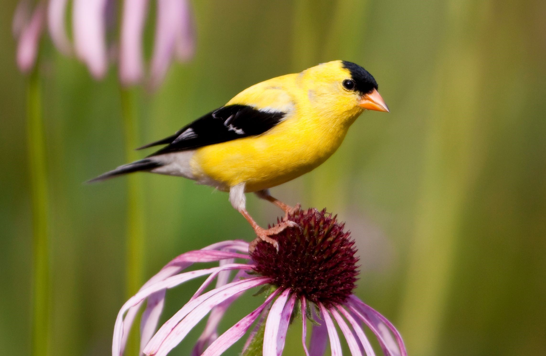 A goldfinch standing on a purple coneflower.
