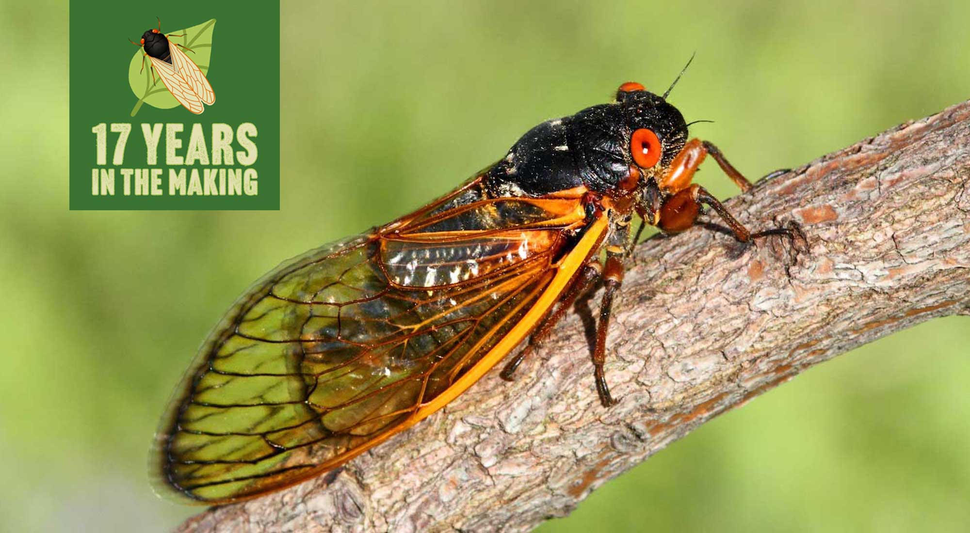 A periodical cicada on a branch.