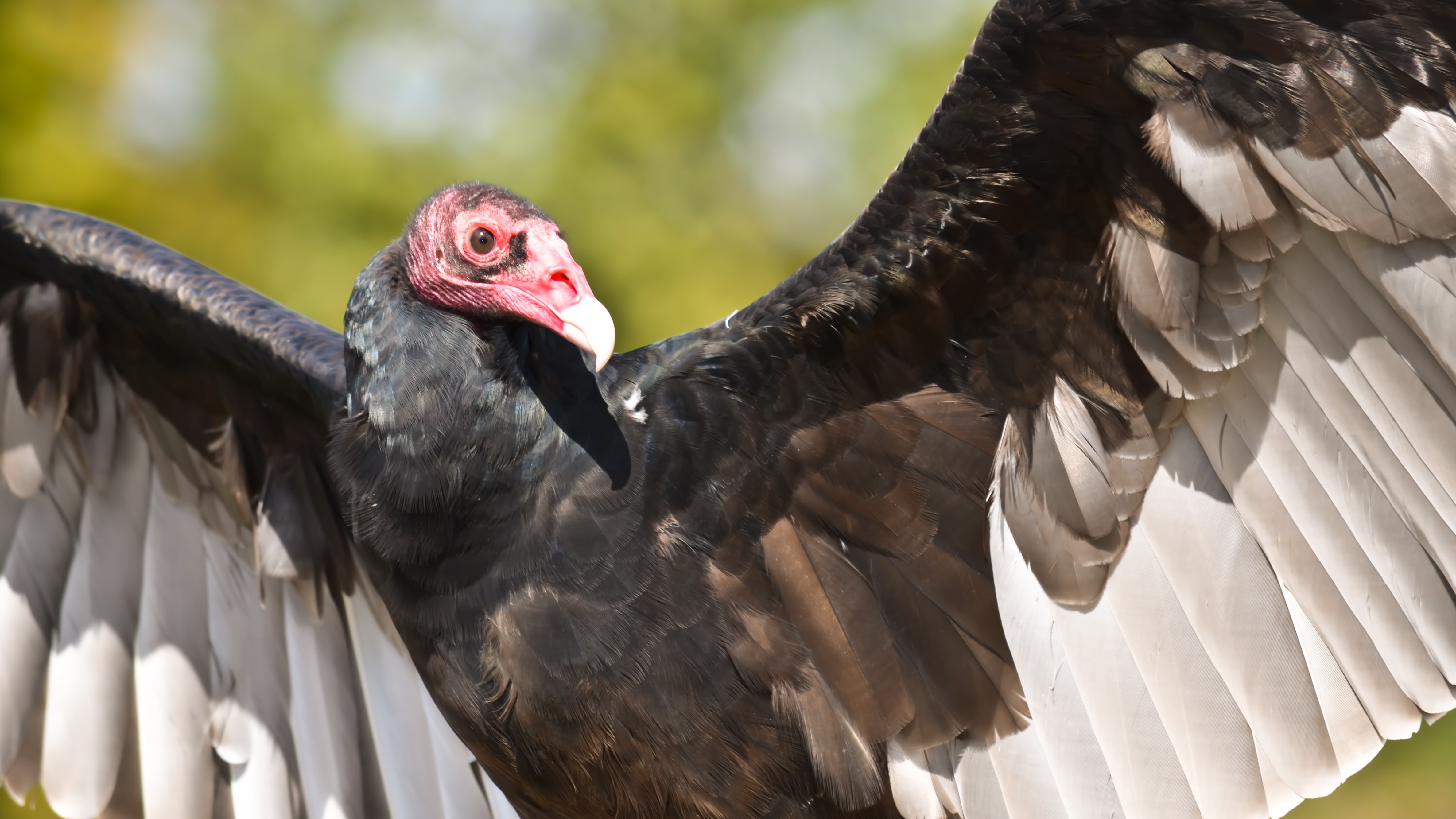 A turkey vulture spreading its wings.