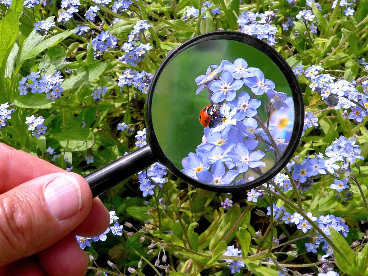A ladybug on a purple flower as seen under a magnifying glass.