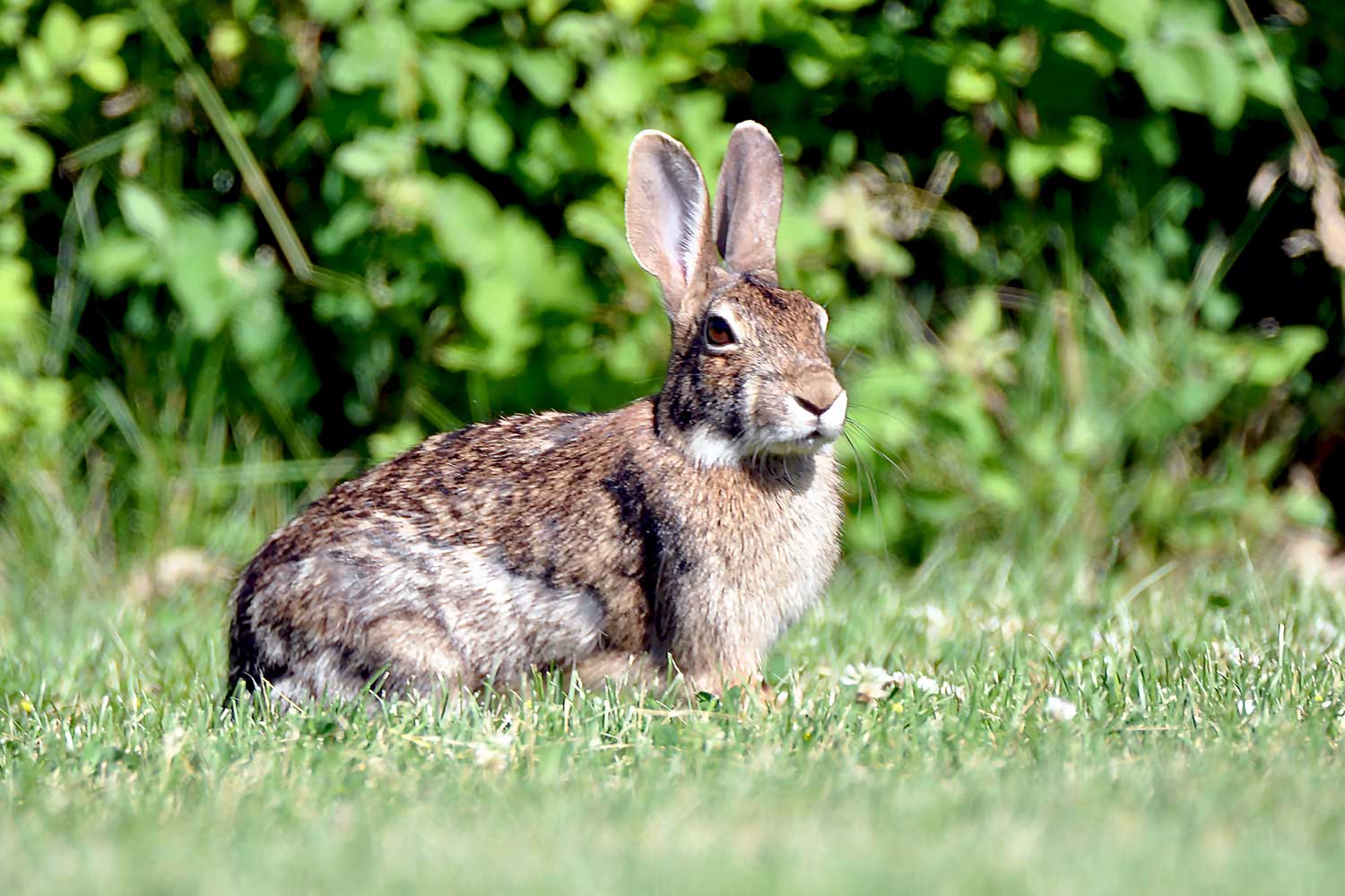 A cottontail rabbit standing in the grass.