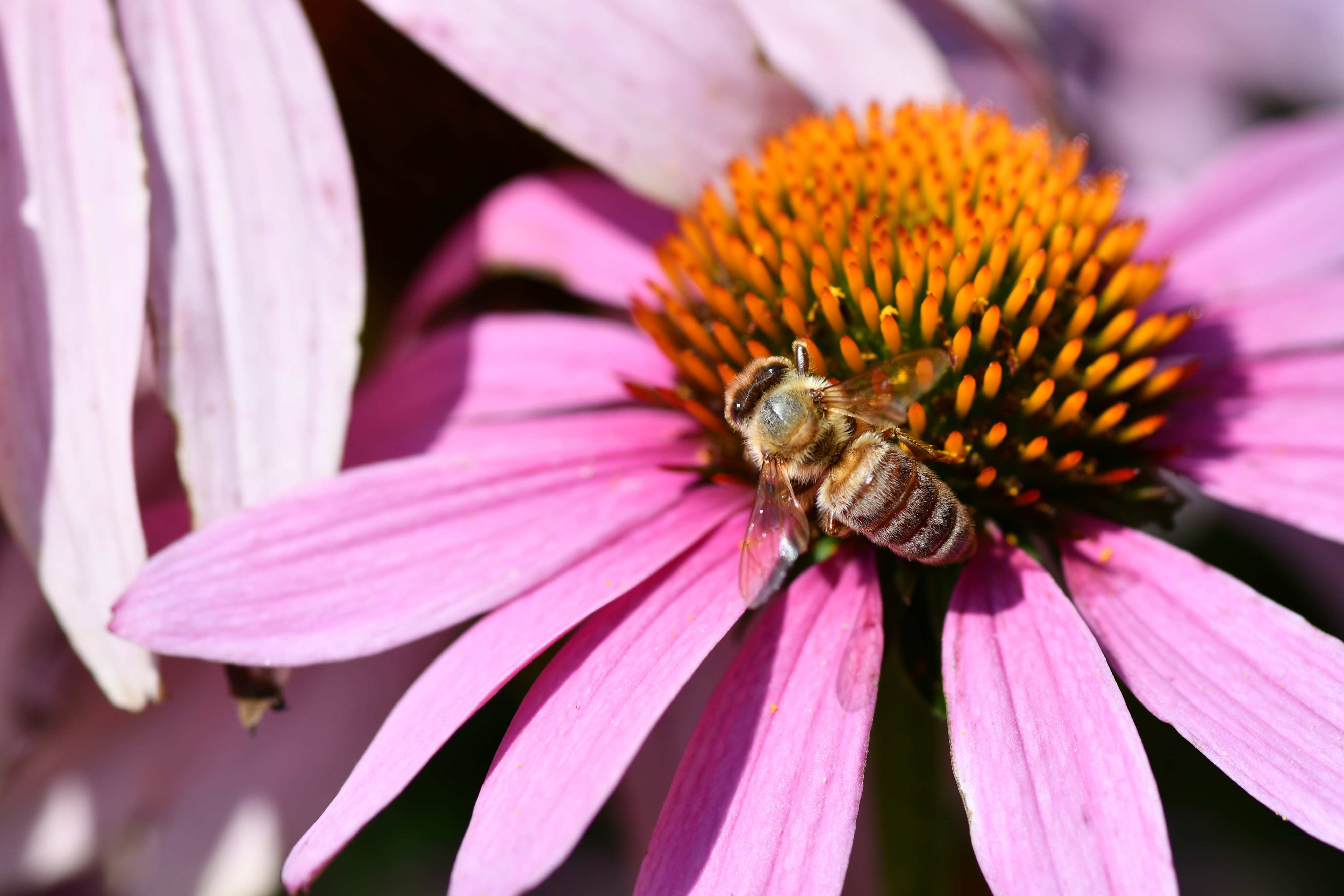 A bee on purple coneflower.