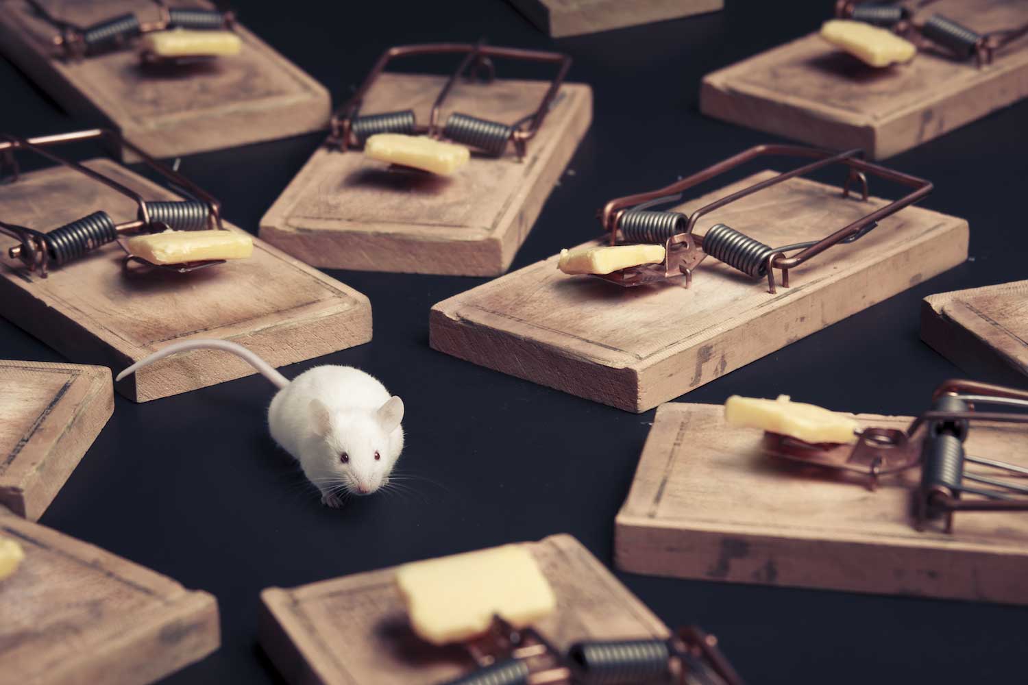 A white mouse surrounded by mouse traps.