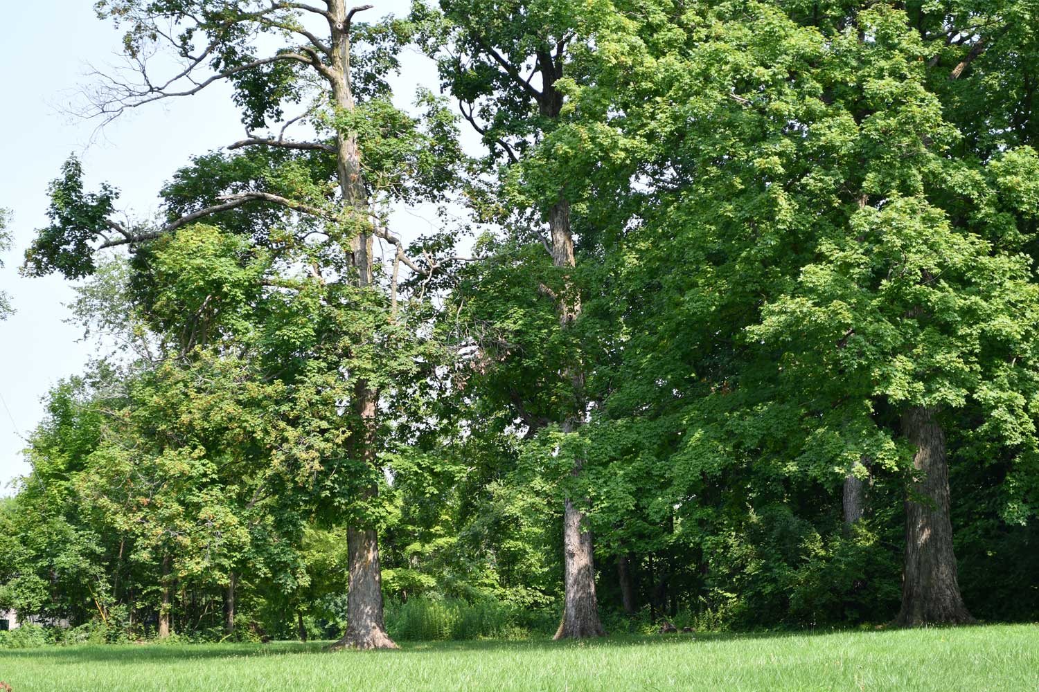 Trees in the distance.