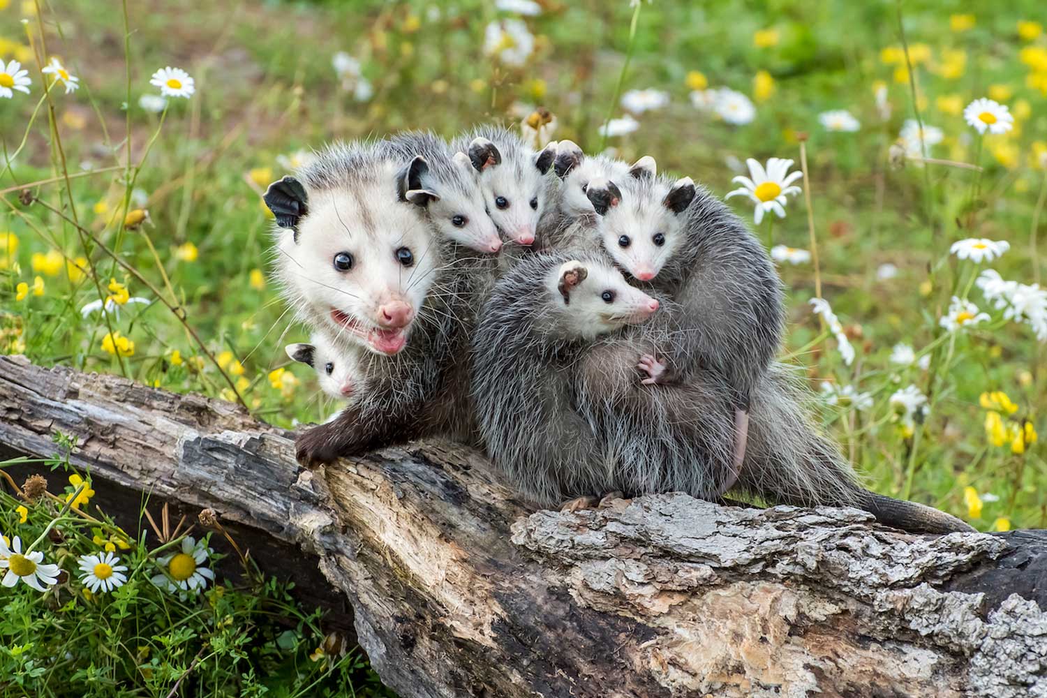 Opossum standing on a branch with babies.