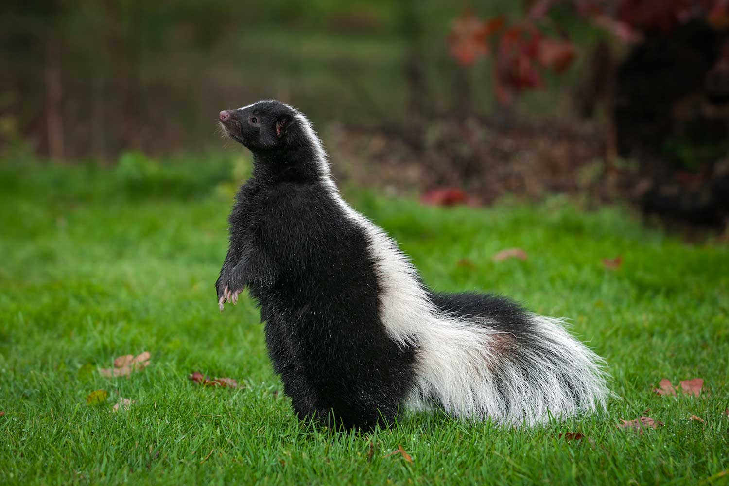 A skunk standing on two legs in the grass.