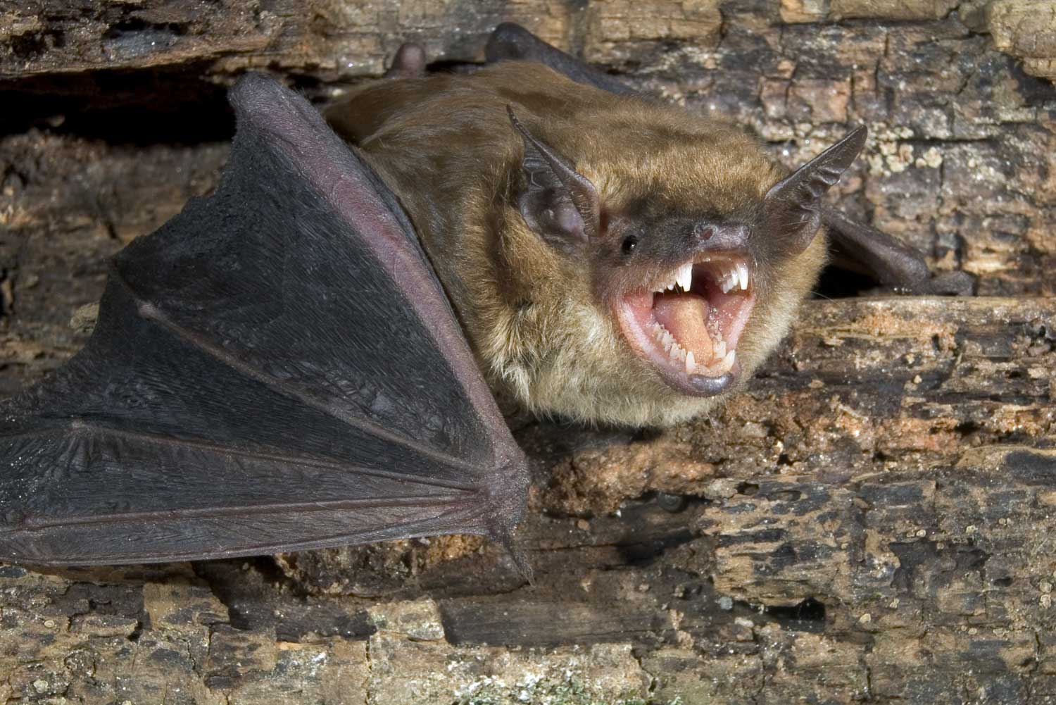 A bat hanging upside down with its mouth open.