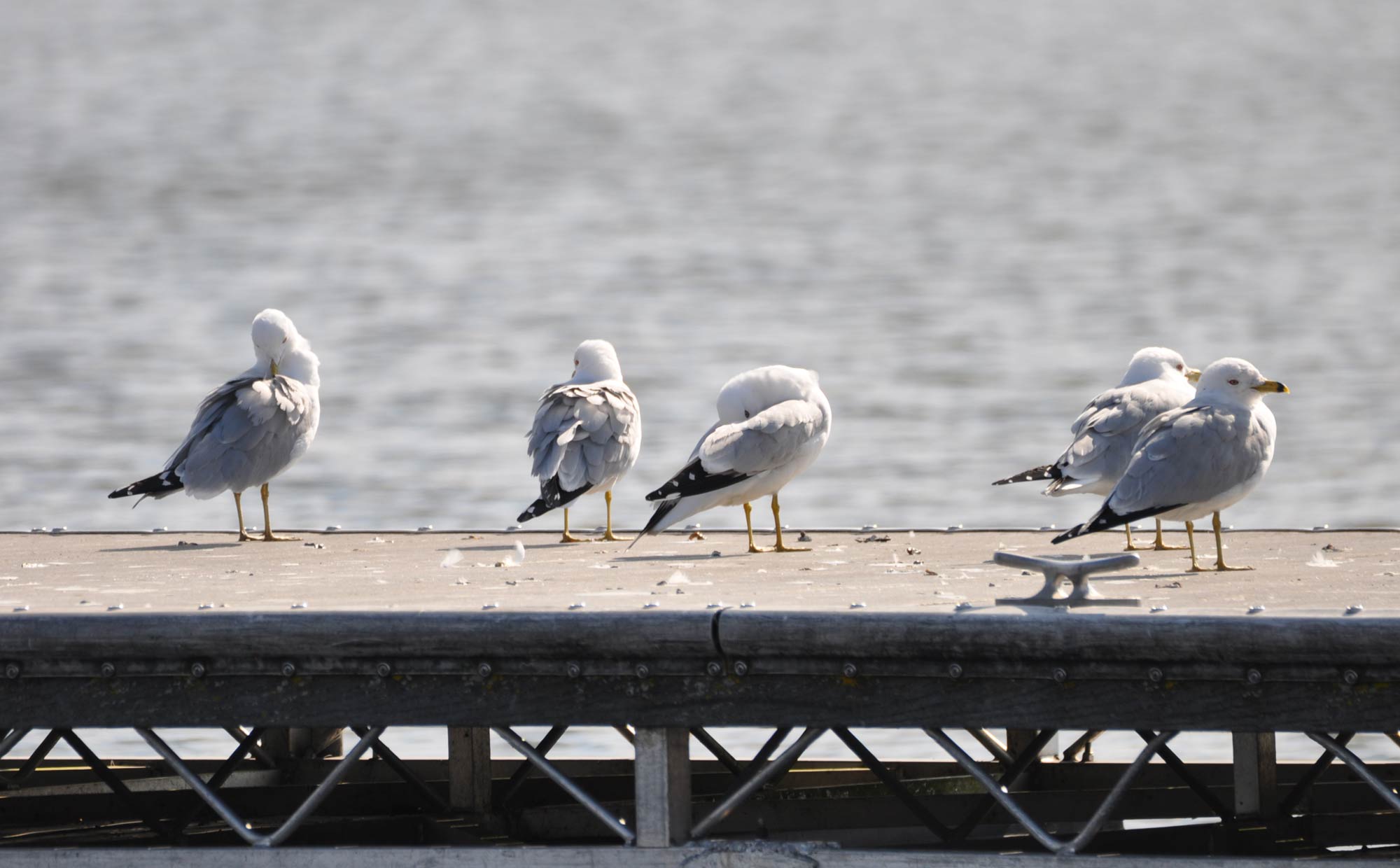 Gulls that have left their mark at Whalon Lake.